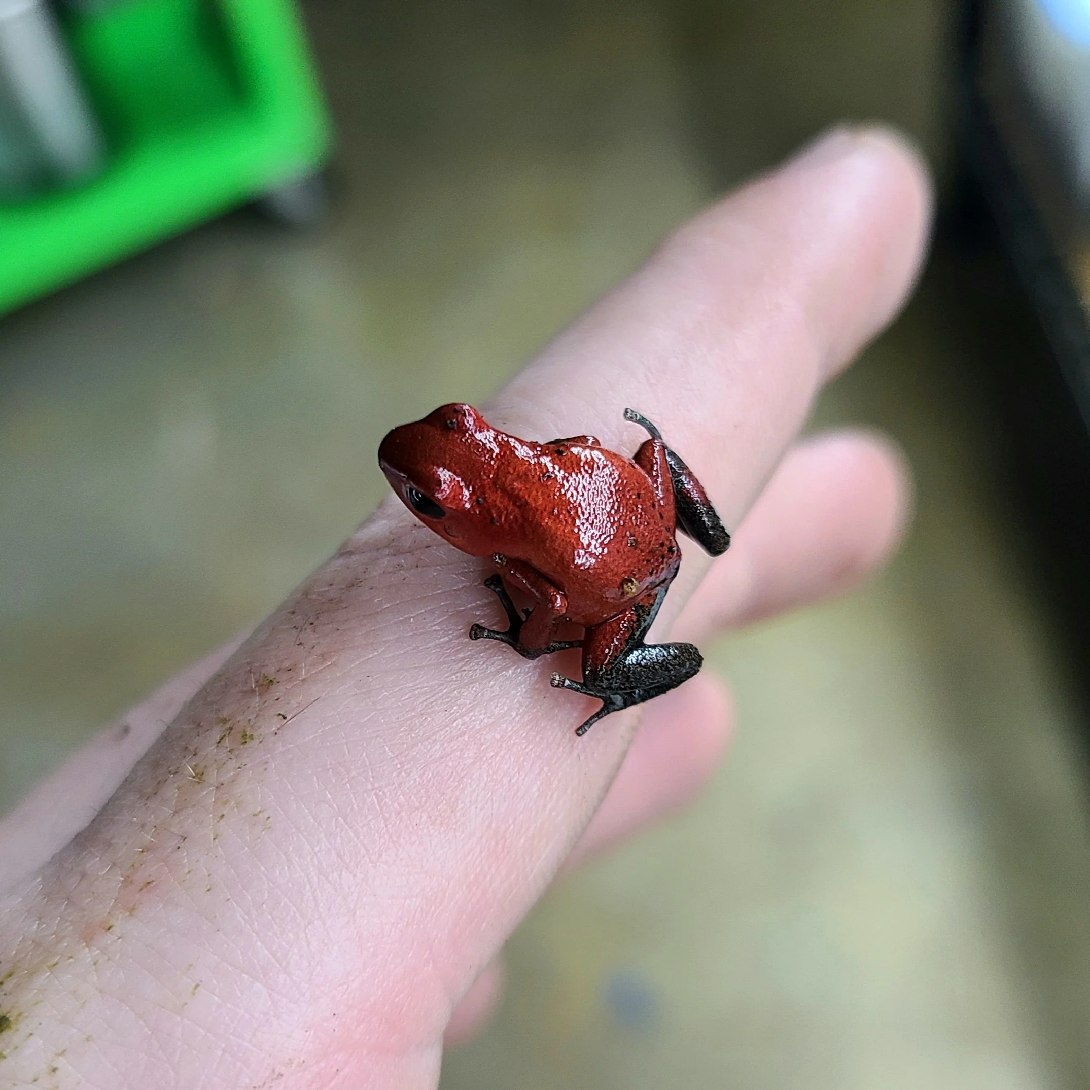 Oophaga pumilio "Man Creek" - Image 5