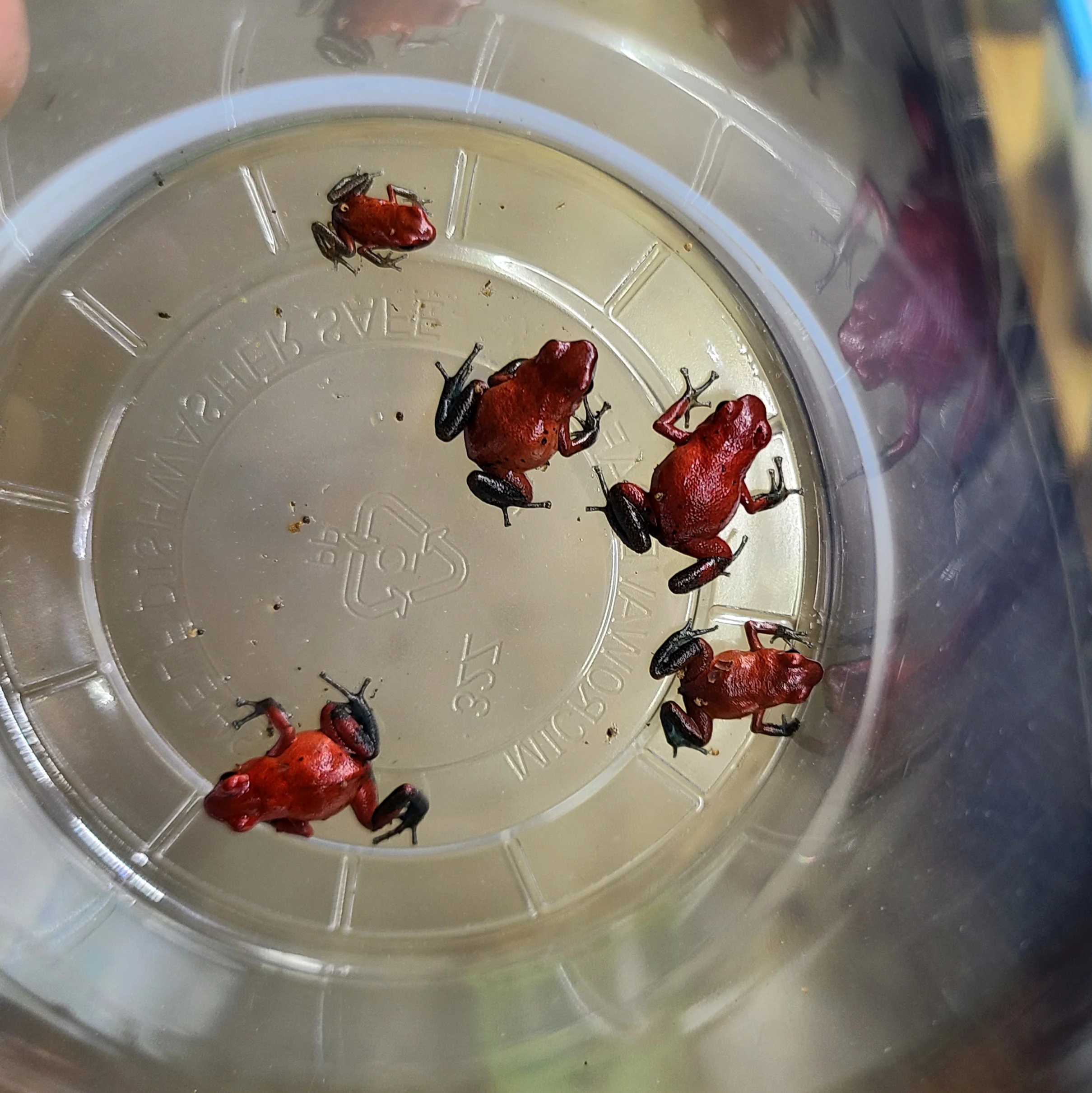 Oophaga pumilio "Man Creek" - Image 6