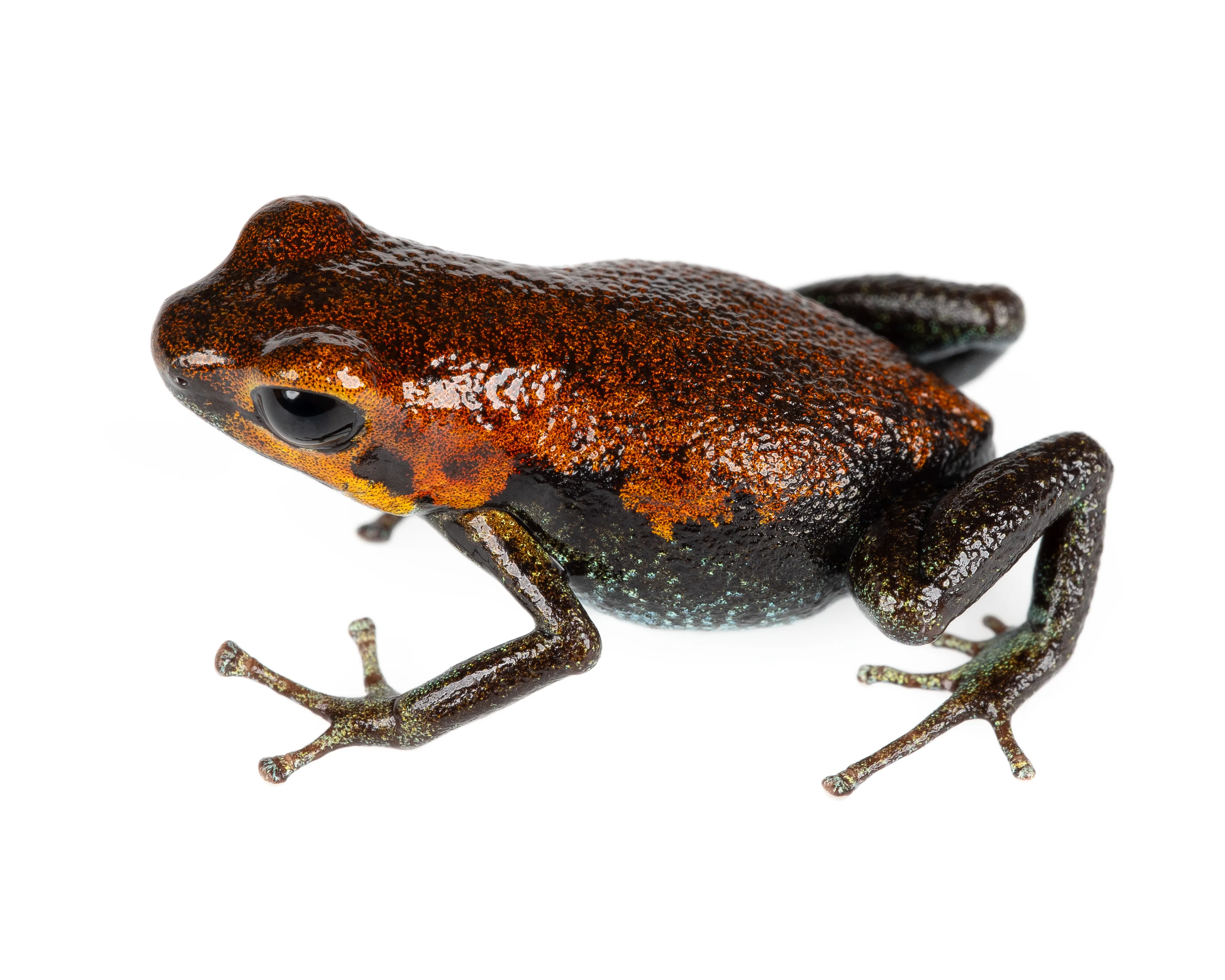 Oophaga pumilio "Nicky" - Image 3