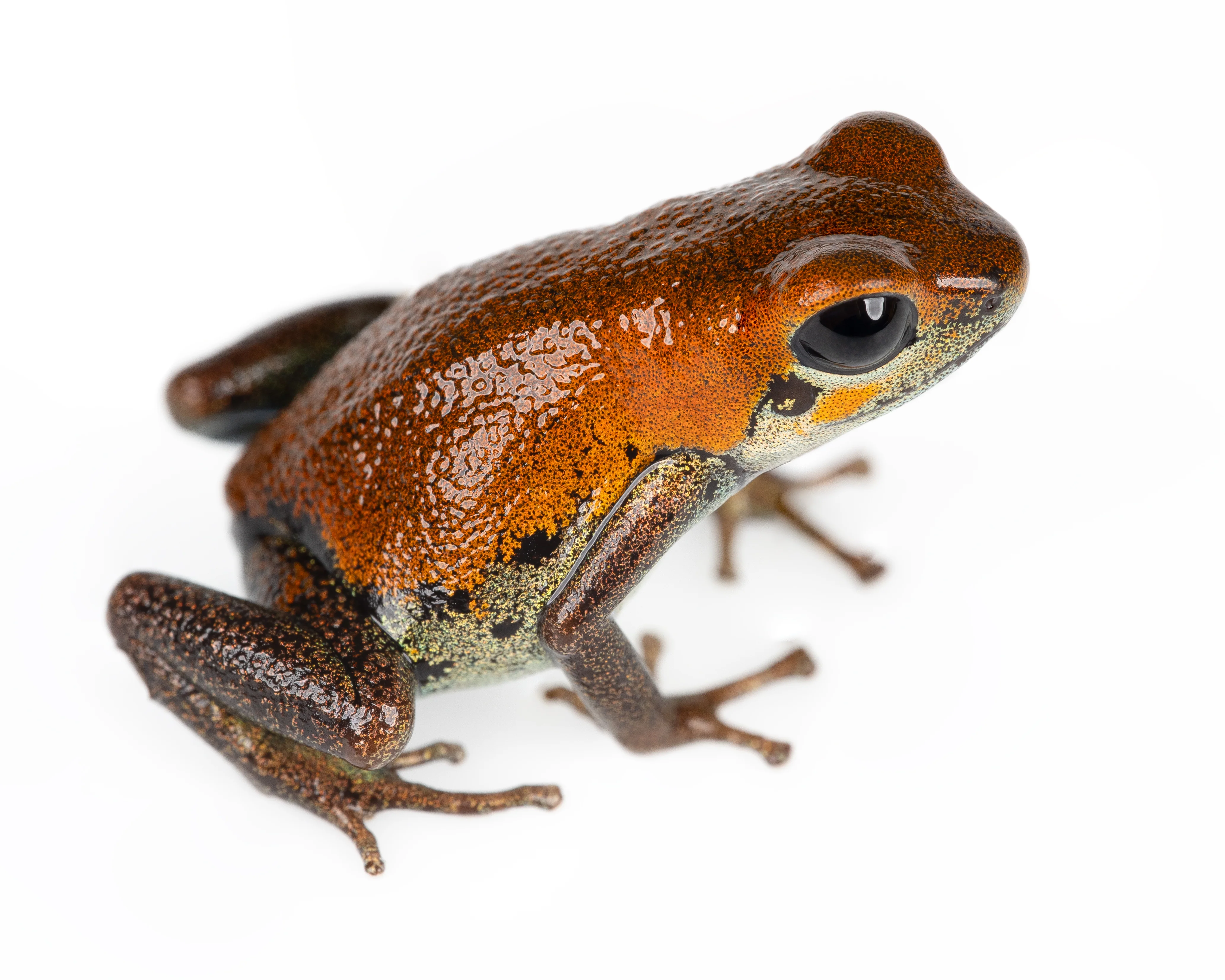 Oophaga pumilio "Nicky" - Image 5