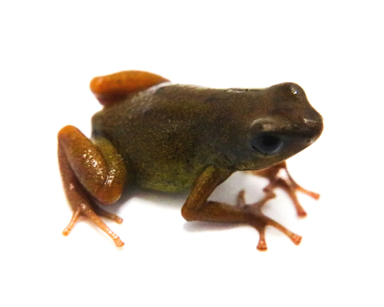Oophaga pumilio "Pastores"