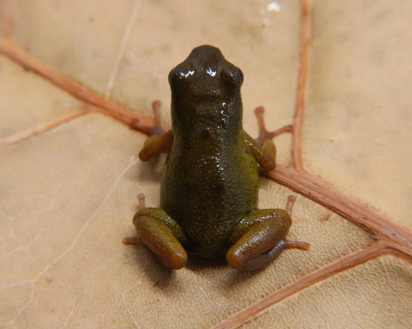 Oophaga pumilio "Pastores" - Image 2