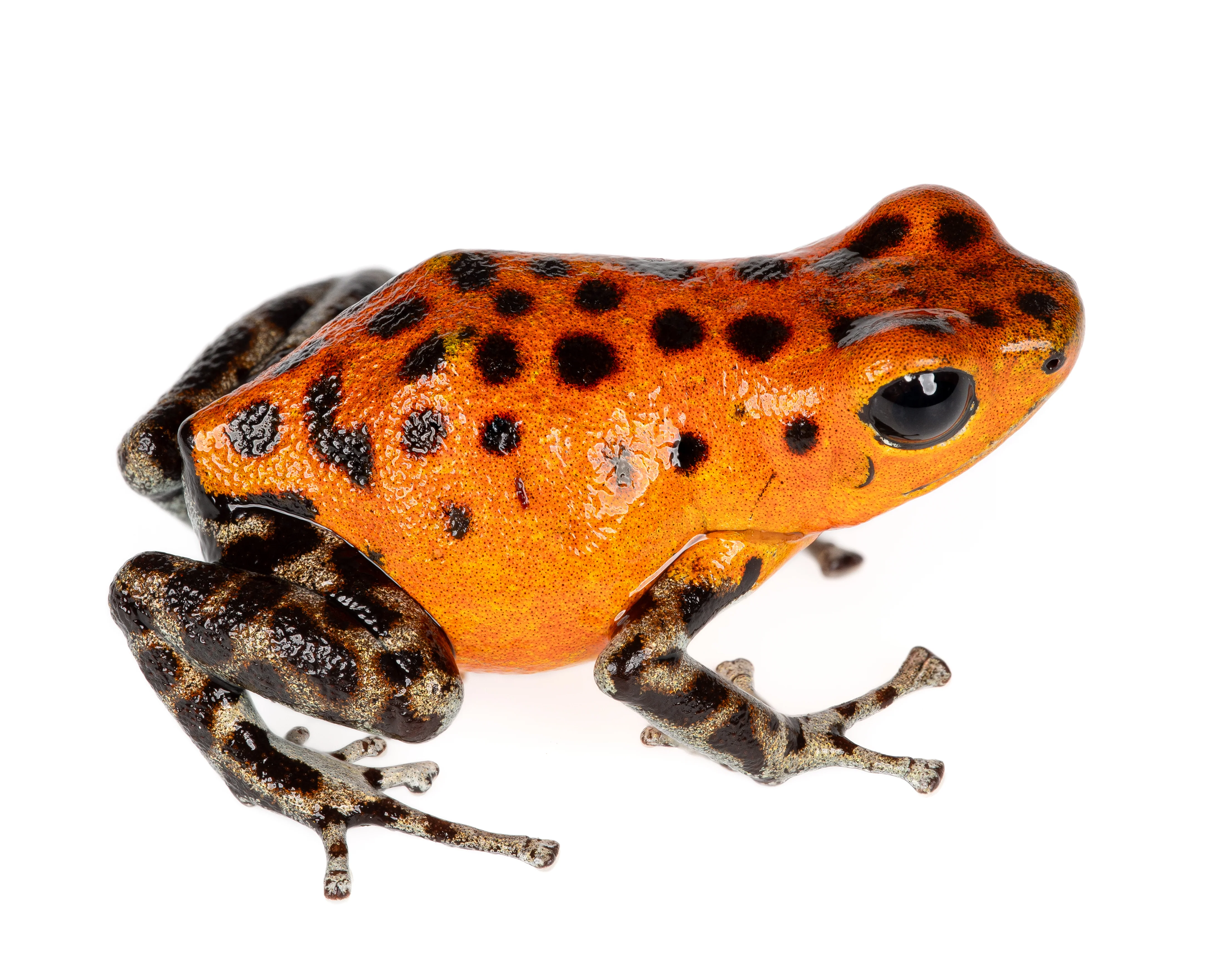 Oophaga pumilio "Pico de Chiriqui"