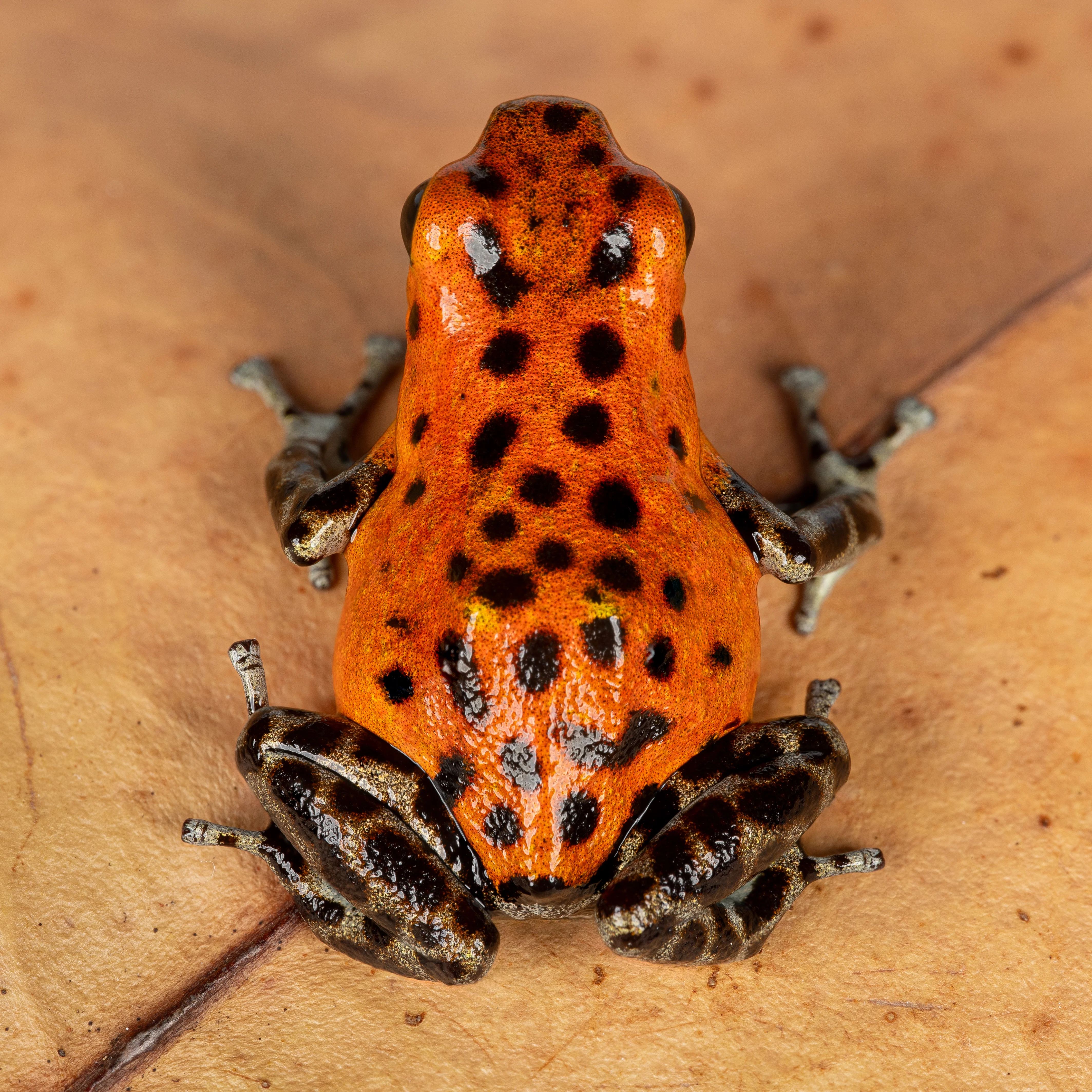 Oophaga pumilio "Pico de Chiriqui" - Image 2