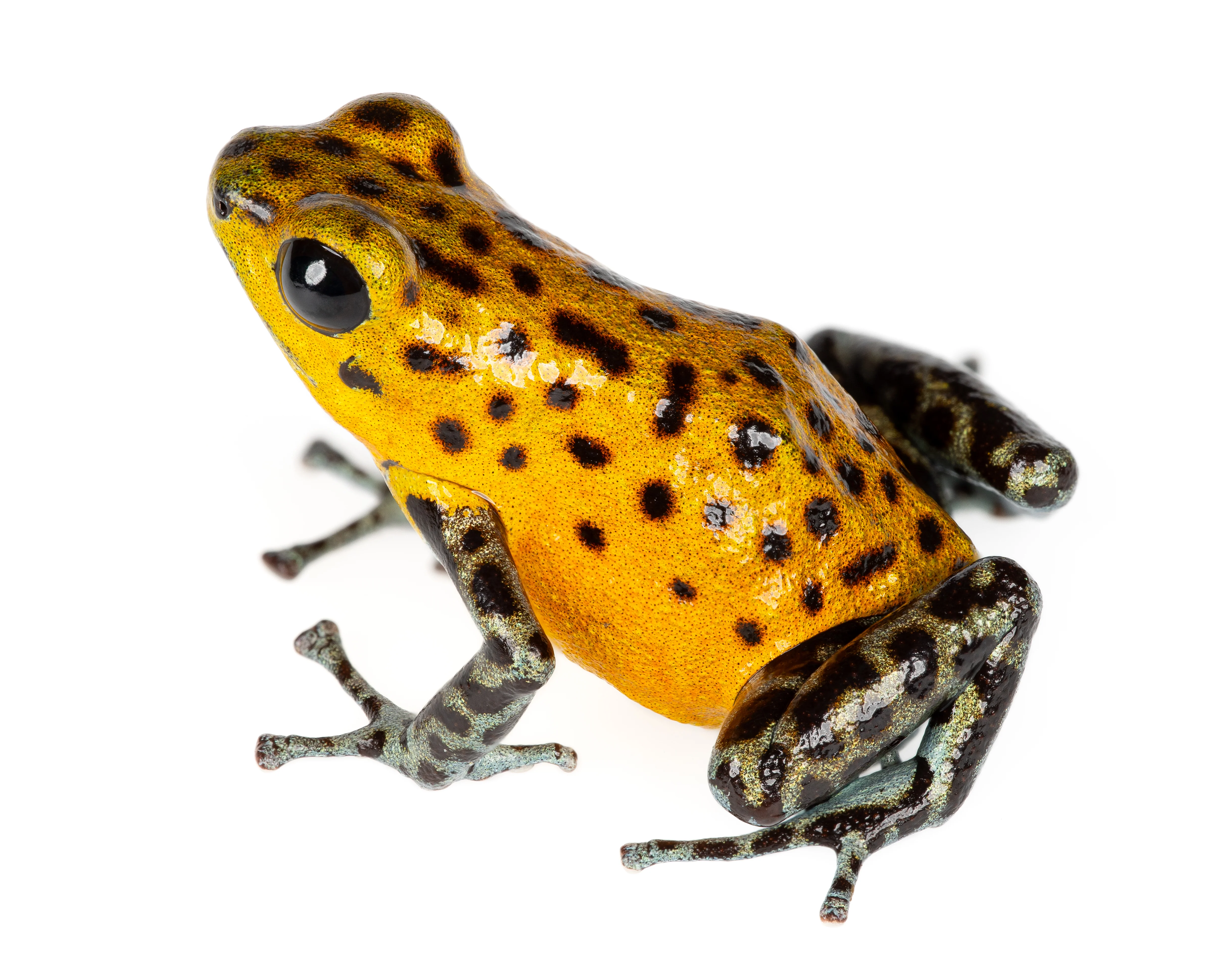 Oophaga pumilio "Pico de Chiriqui" - Image 3
