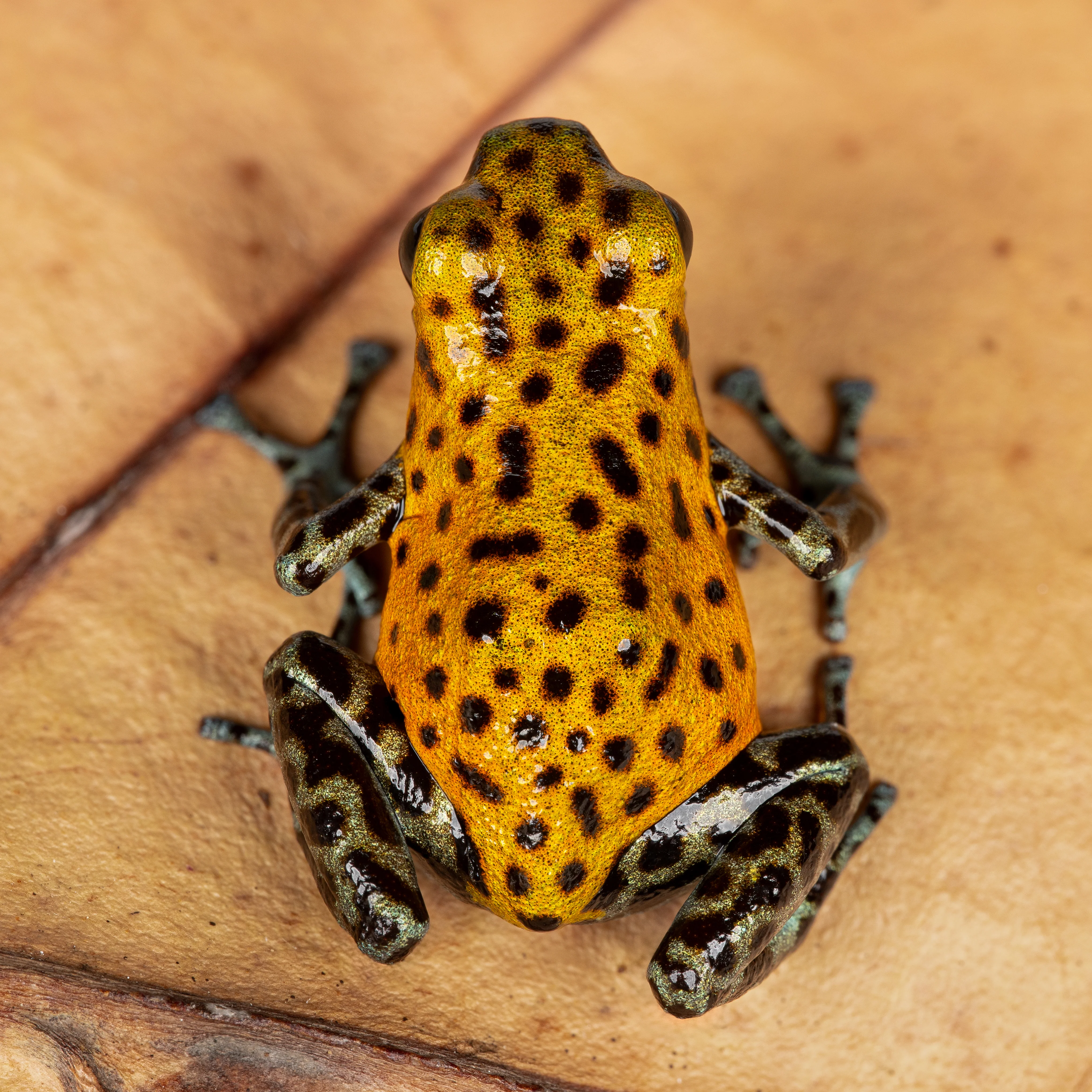 Oophaga pumilio "Pico de Chiriqui" - Image 4