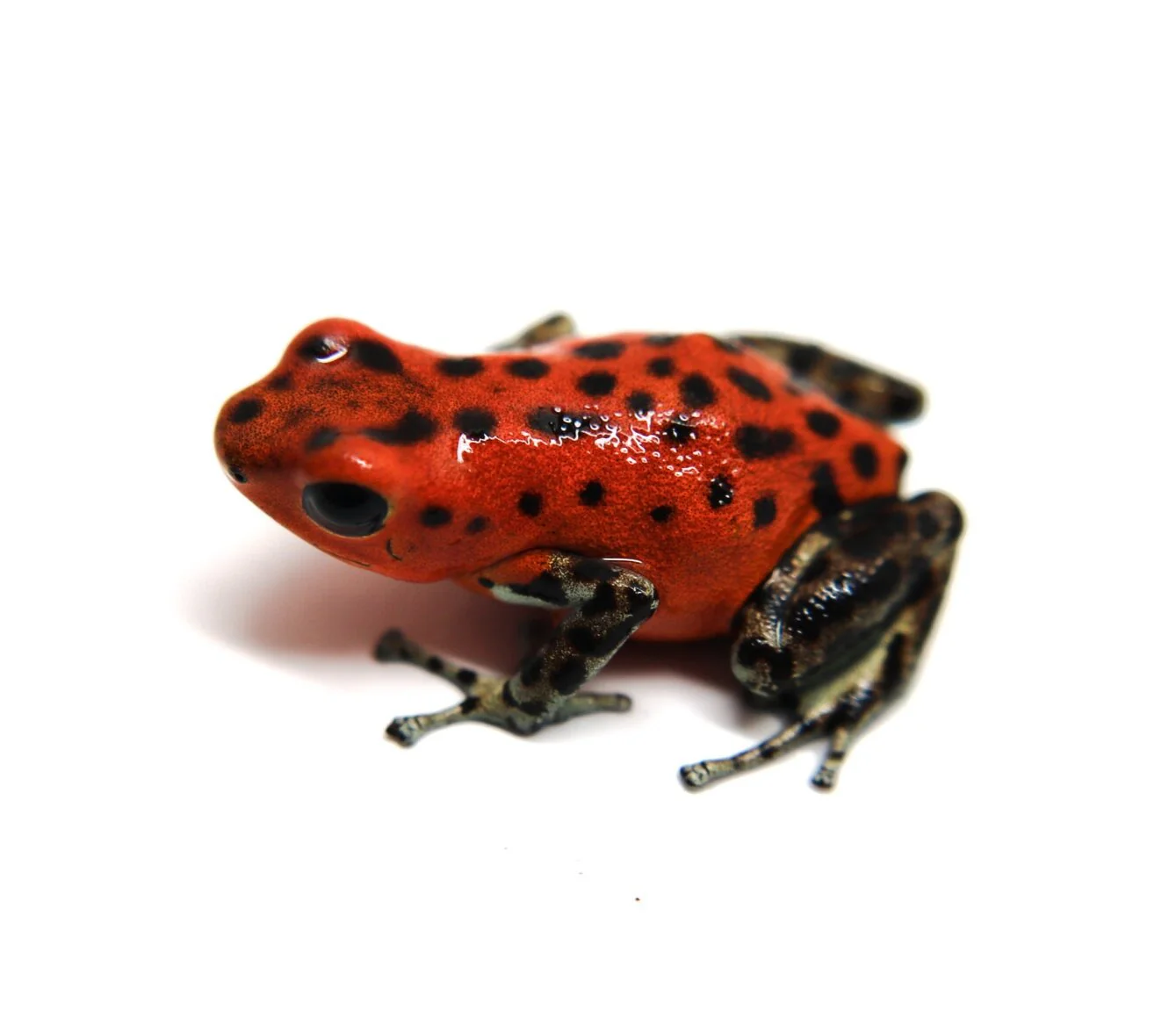 Oophaga pumilio "Pico de Chiriqui" - Image 5
