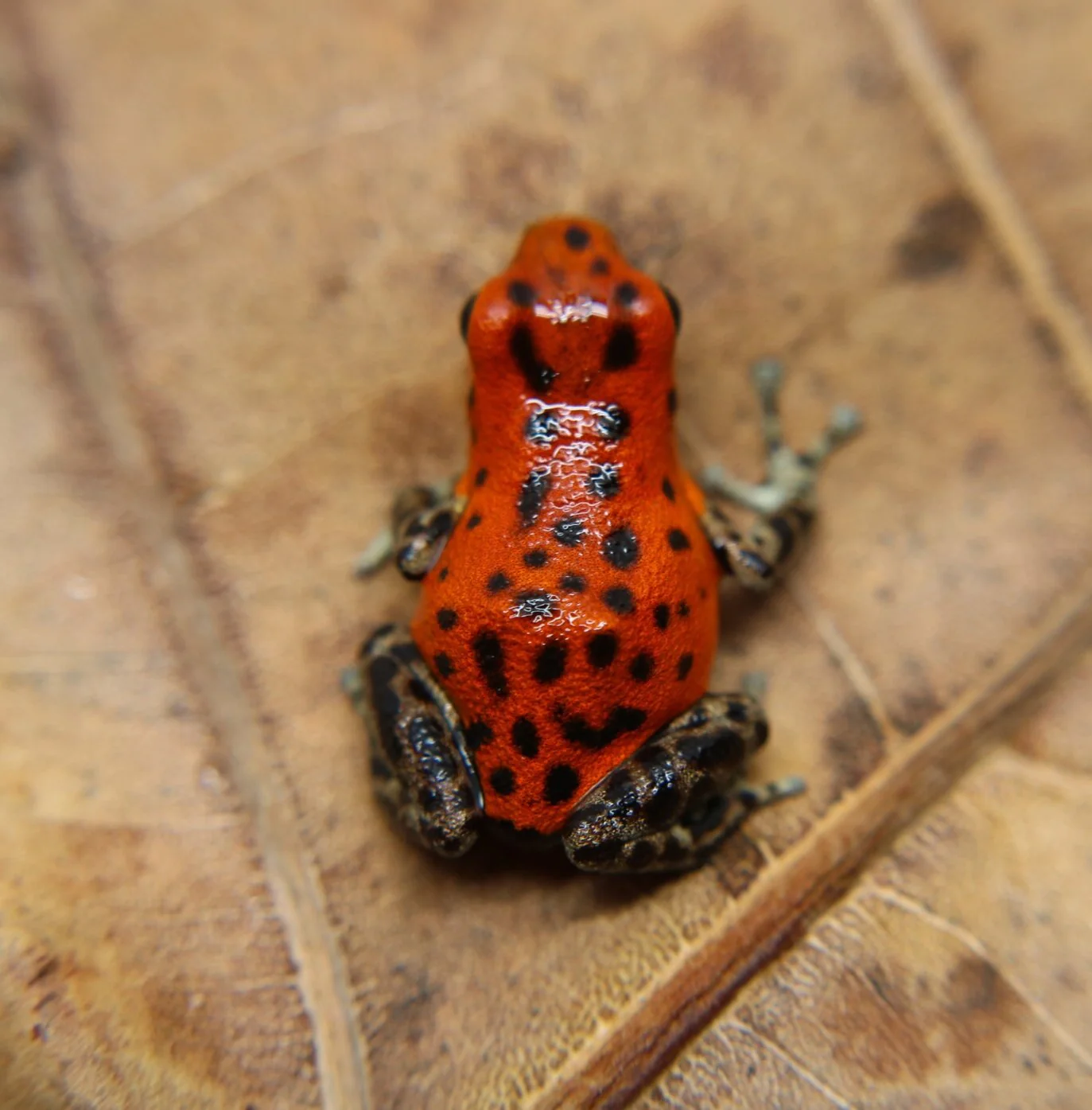 Oophaga pumilio "Pico de Chiriqui" - Image 6