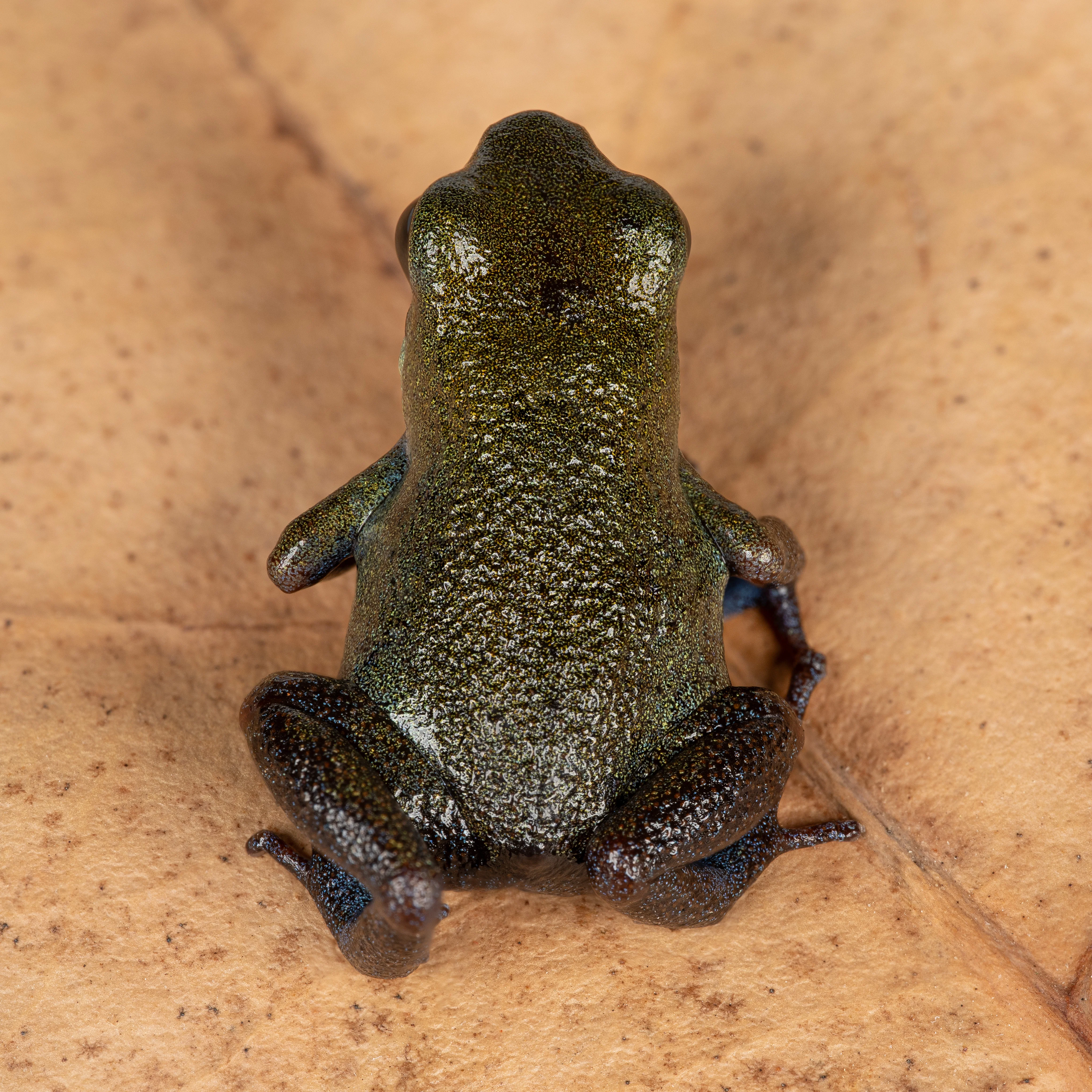 Oophaga pumilio "Punta Clara" - Image 2