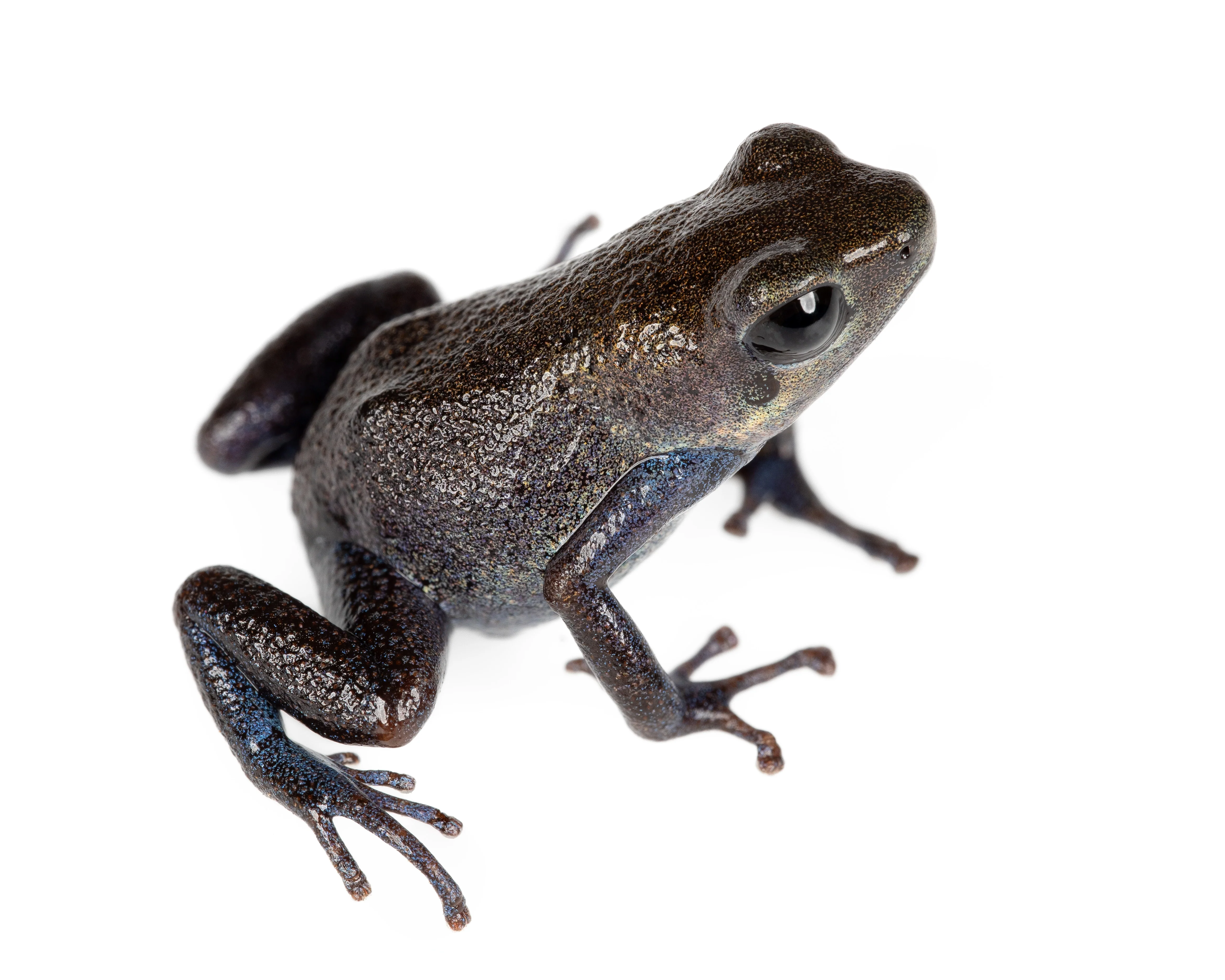 Oophaga pumilio "Punta Clara" - Image 3