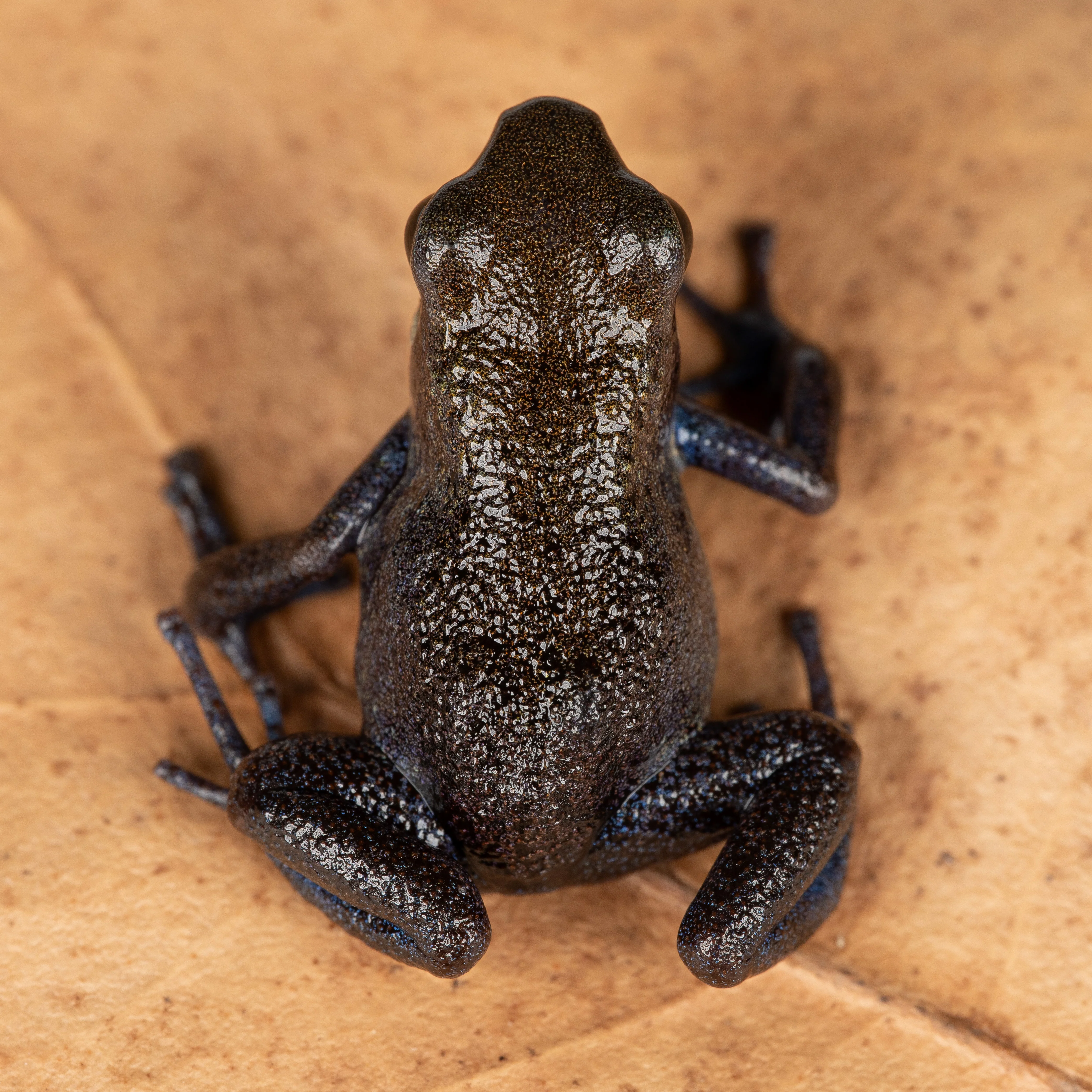 Oophaga pumilio "Punta Clara" - Image 4