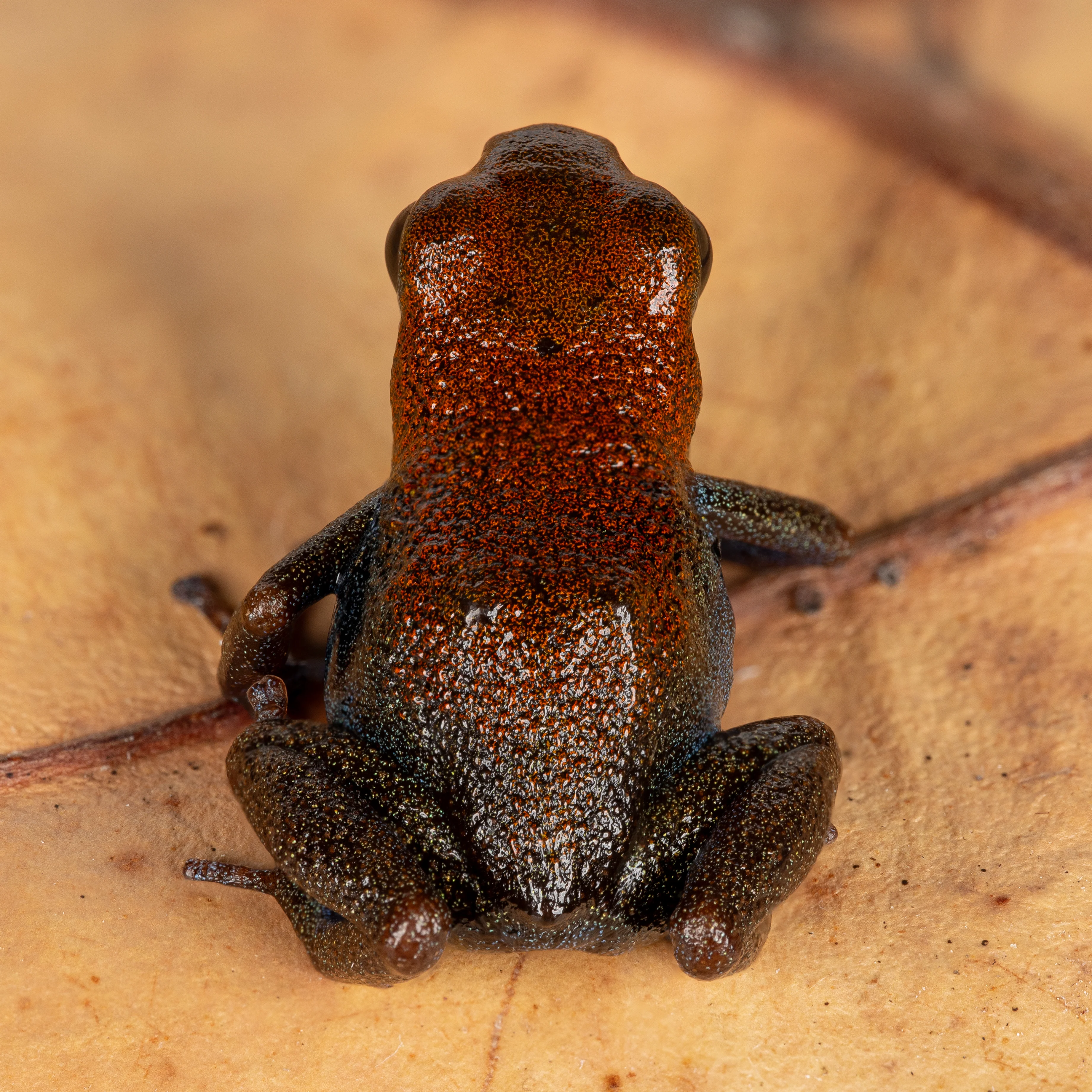 Oophaga pumilio "Punta Valiente" - Image 2