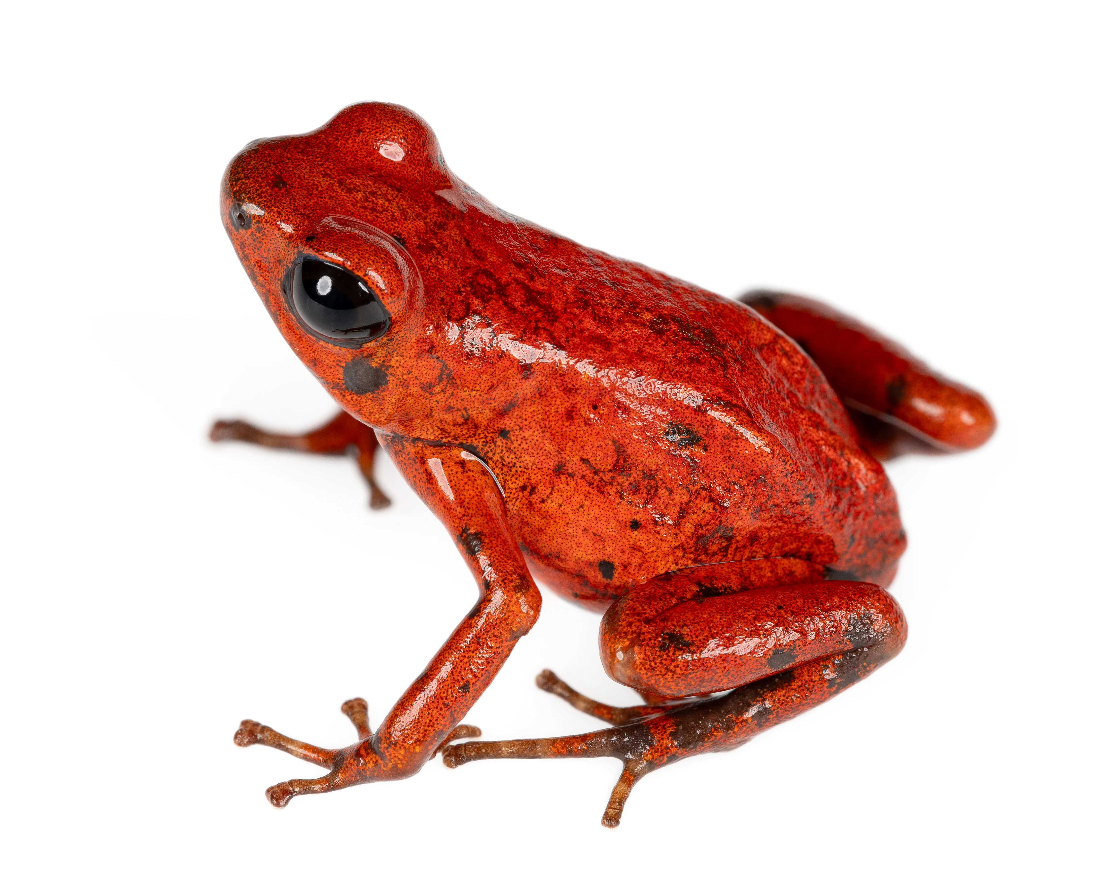 Oophaga pumilio "Puerto Viejo”