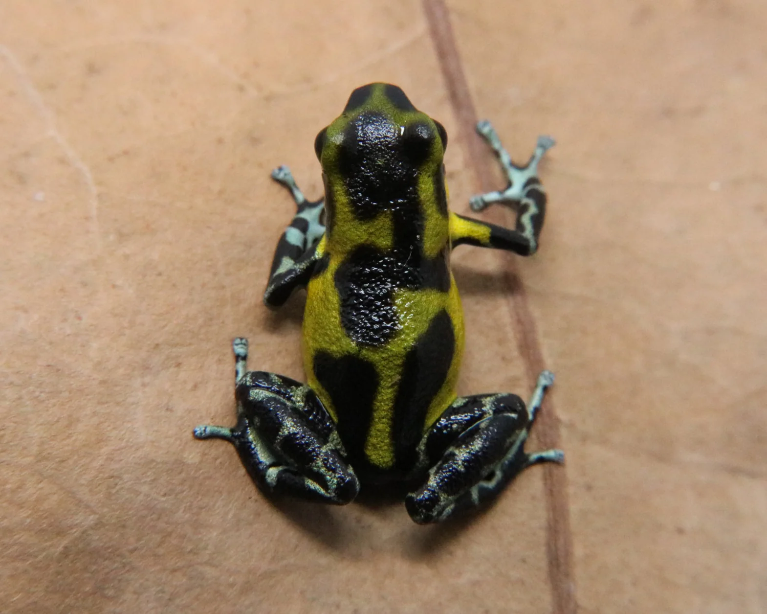 Oophaga pumilio "Rambala" - Redirects to Guarumo - Image 2