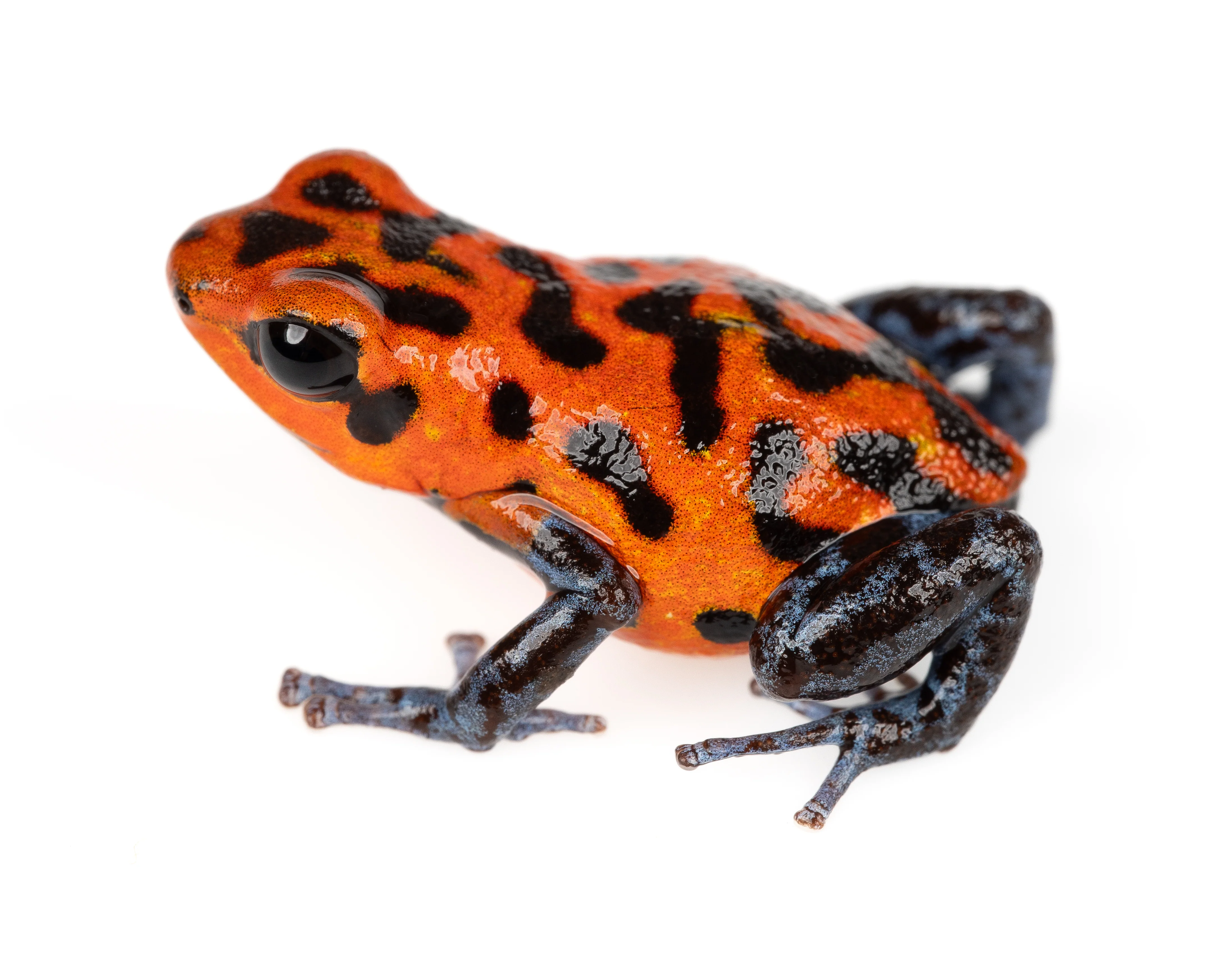 Oophaga pumilio "Rio Branco"