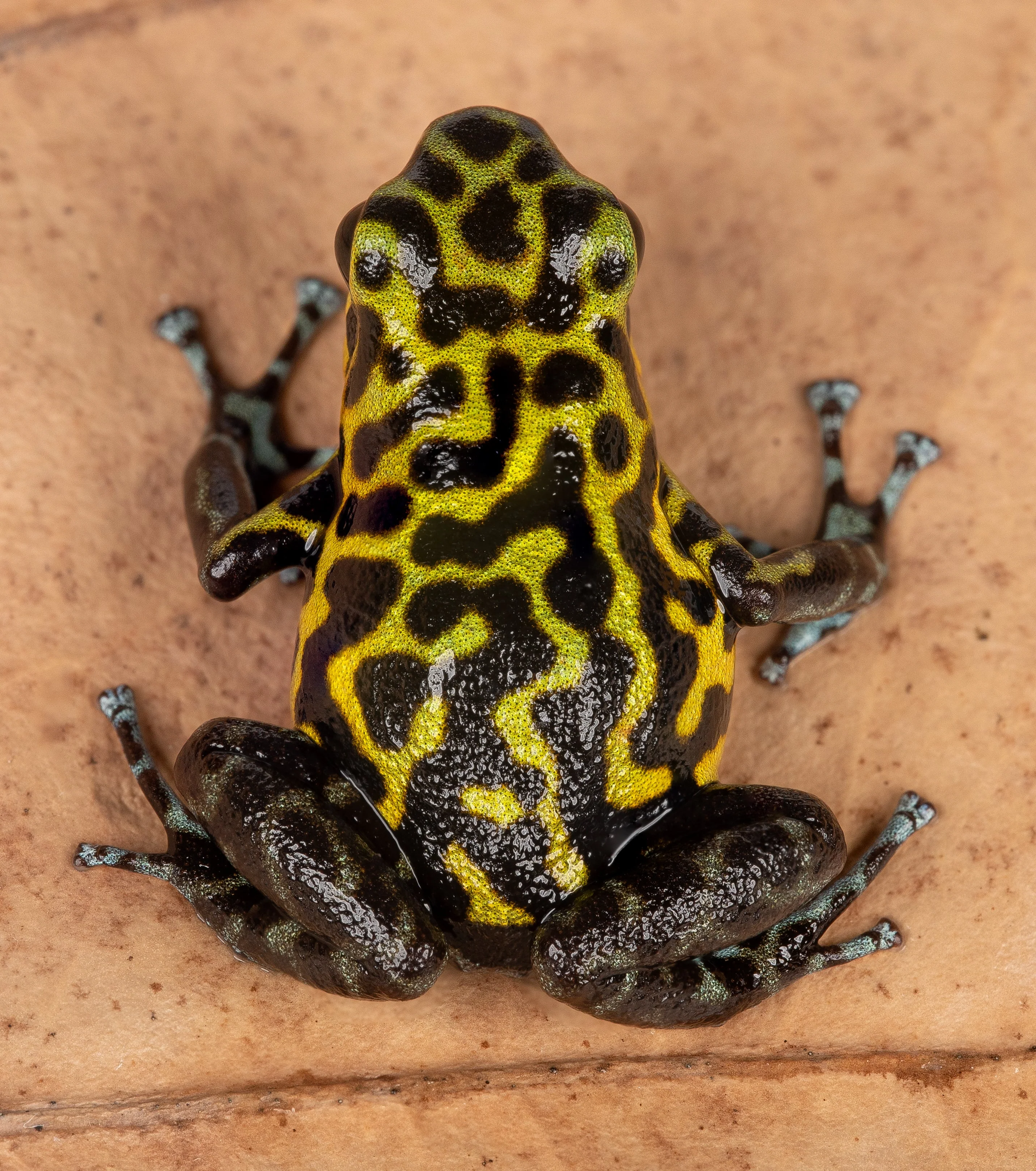 Oophaga pumilio "Rio Branco" - Image 4