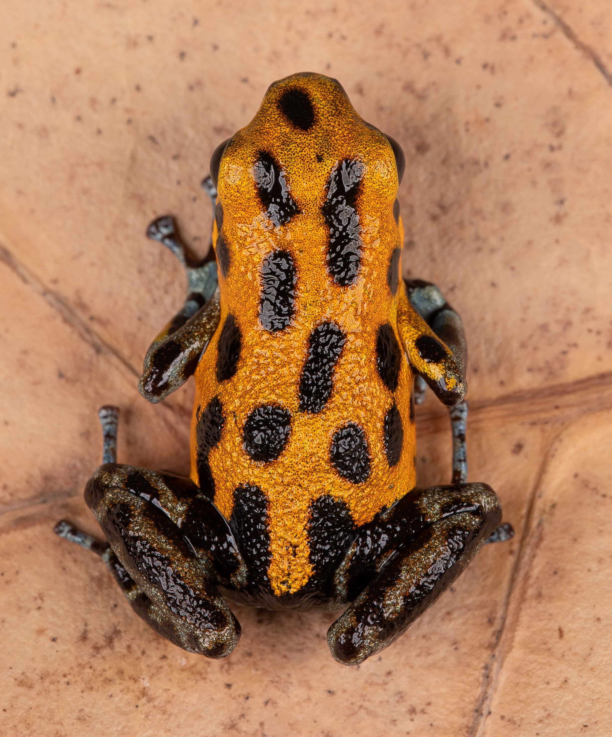 Oophaga pumilio "Rio Branco" - Image 9