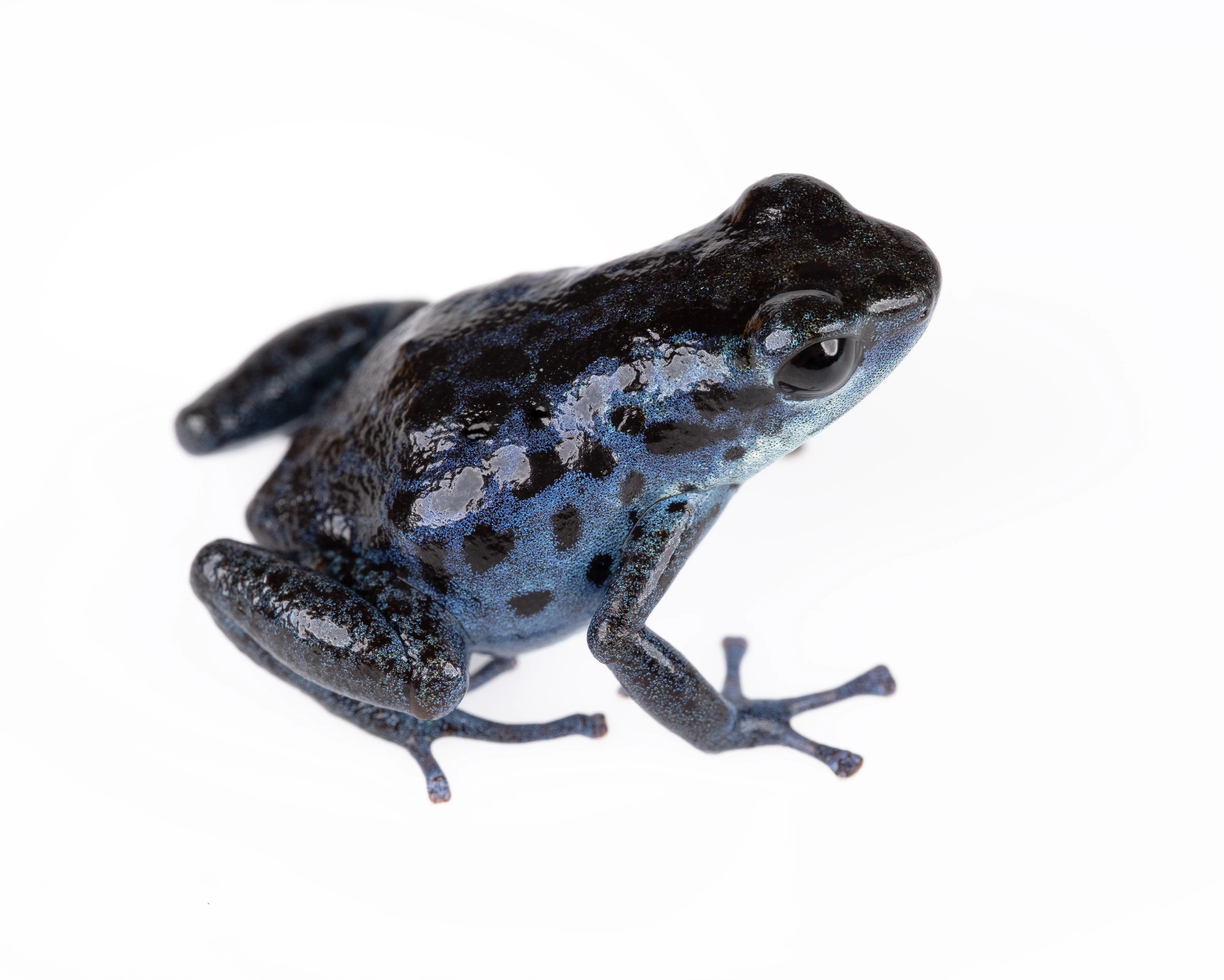 Oophaga pumilio "Rio Colubre / Culubre”