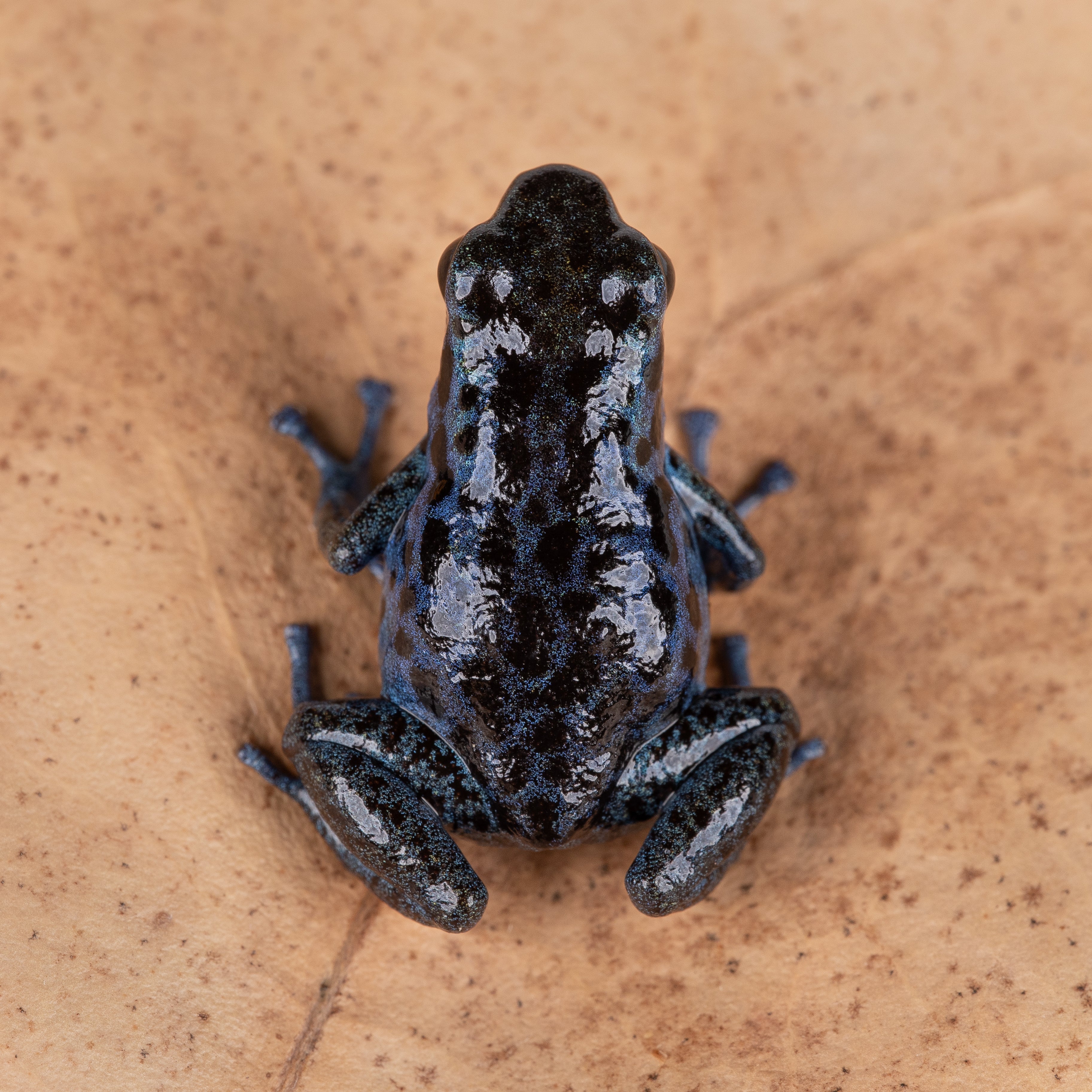 Oophaga pumilio "Rio Colubre / Culubre” - Image 2