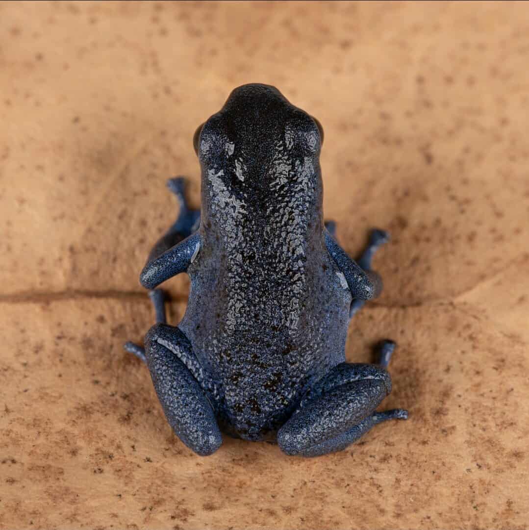 Oophaga pumilio "Rio Colubre / Culubre” - Image 4