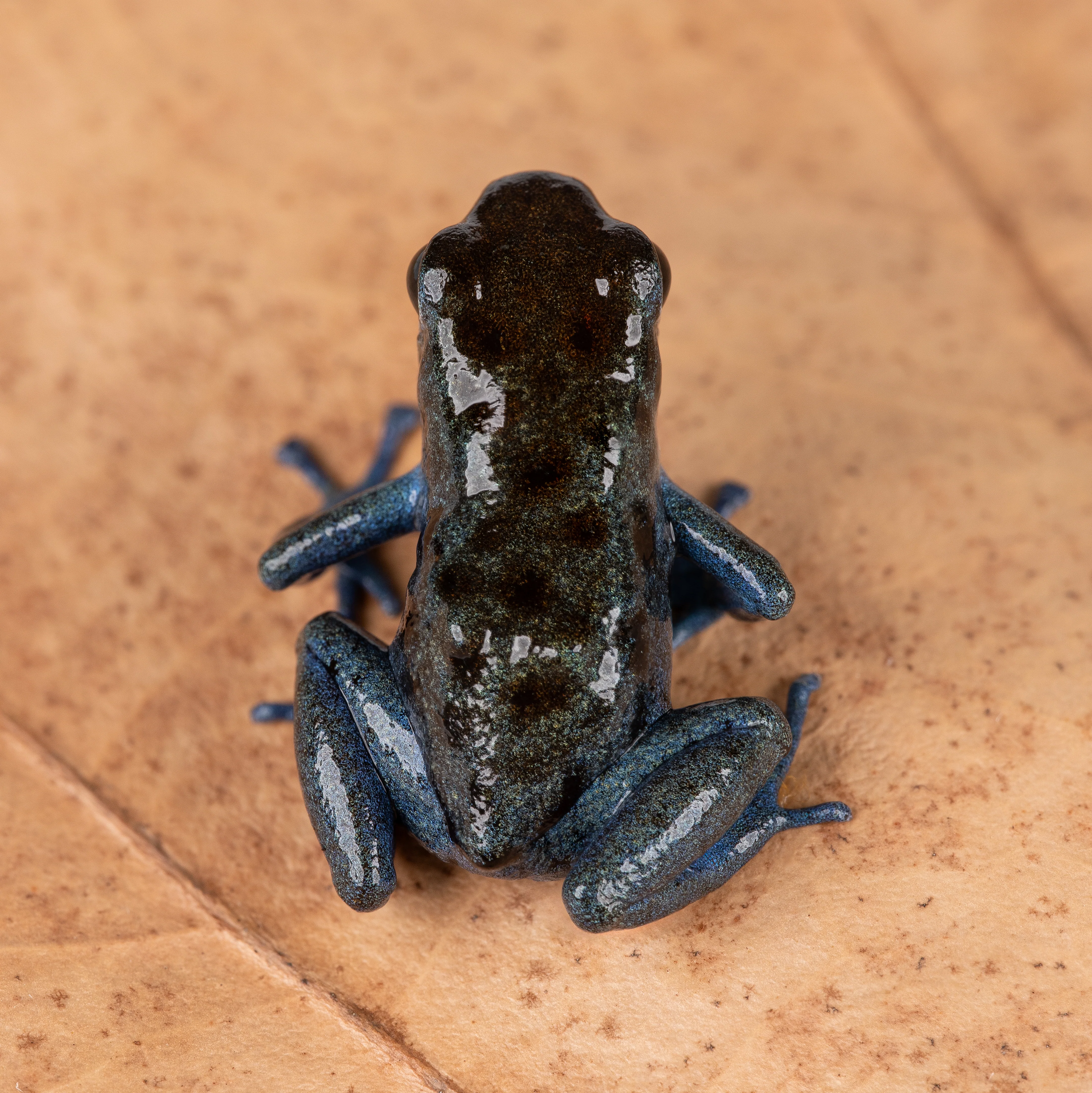 Oophaga pumilio "Rio Colubre / Culubre” - Image 6