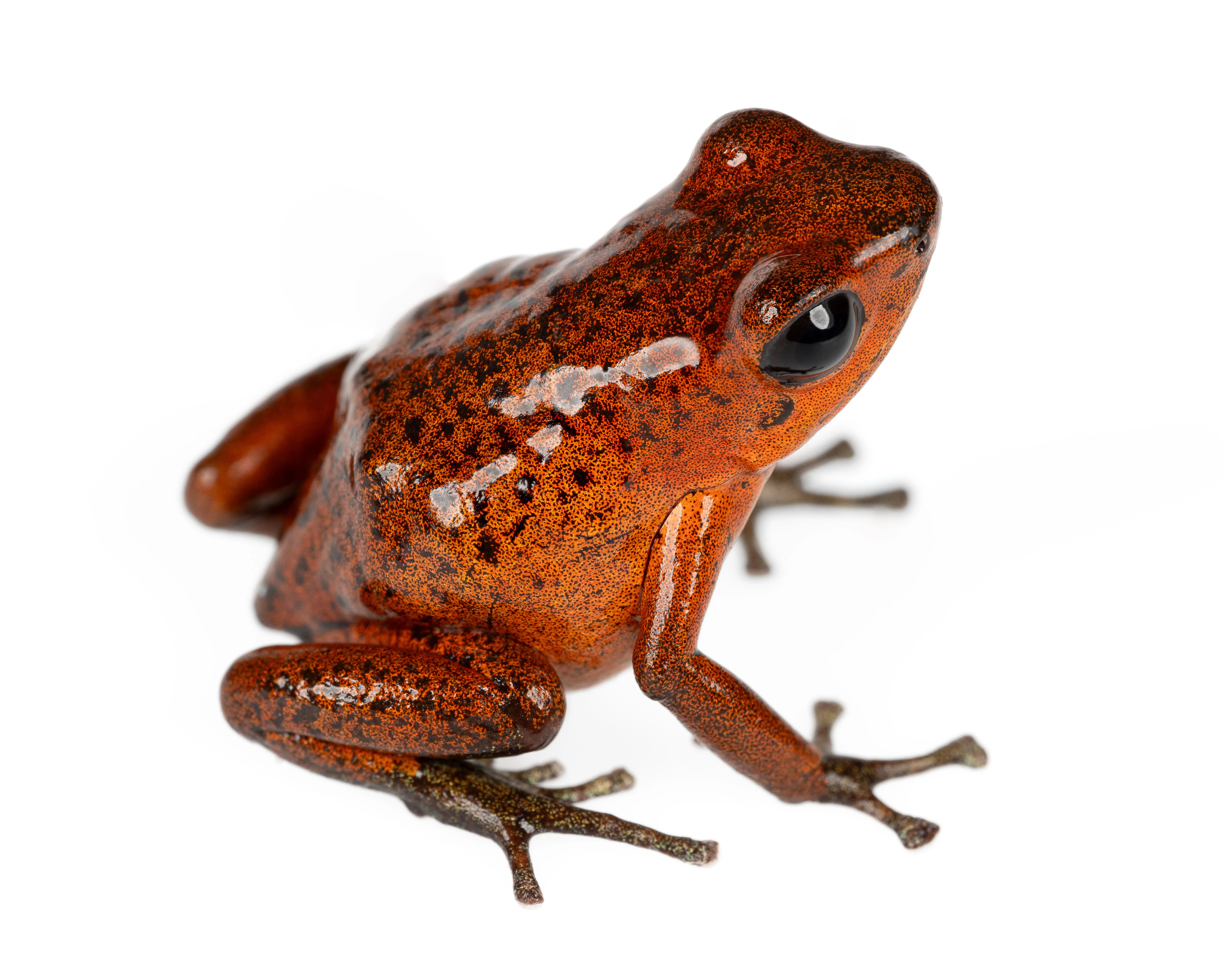Oophaga pumilio "Rio Teribe"