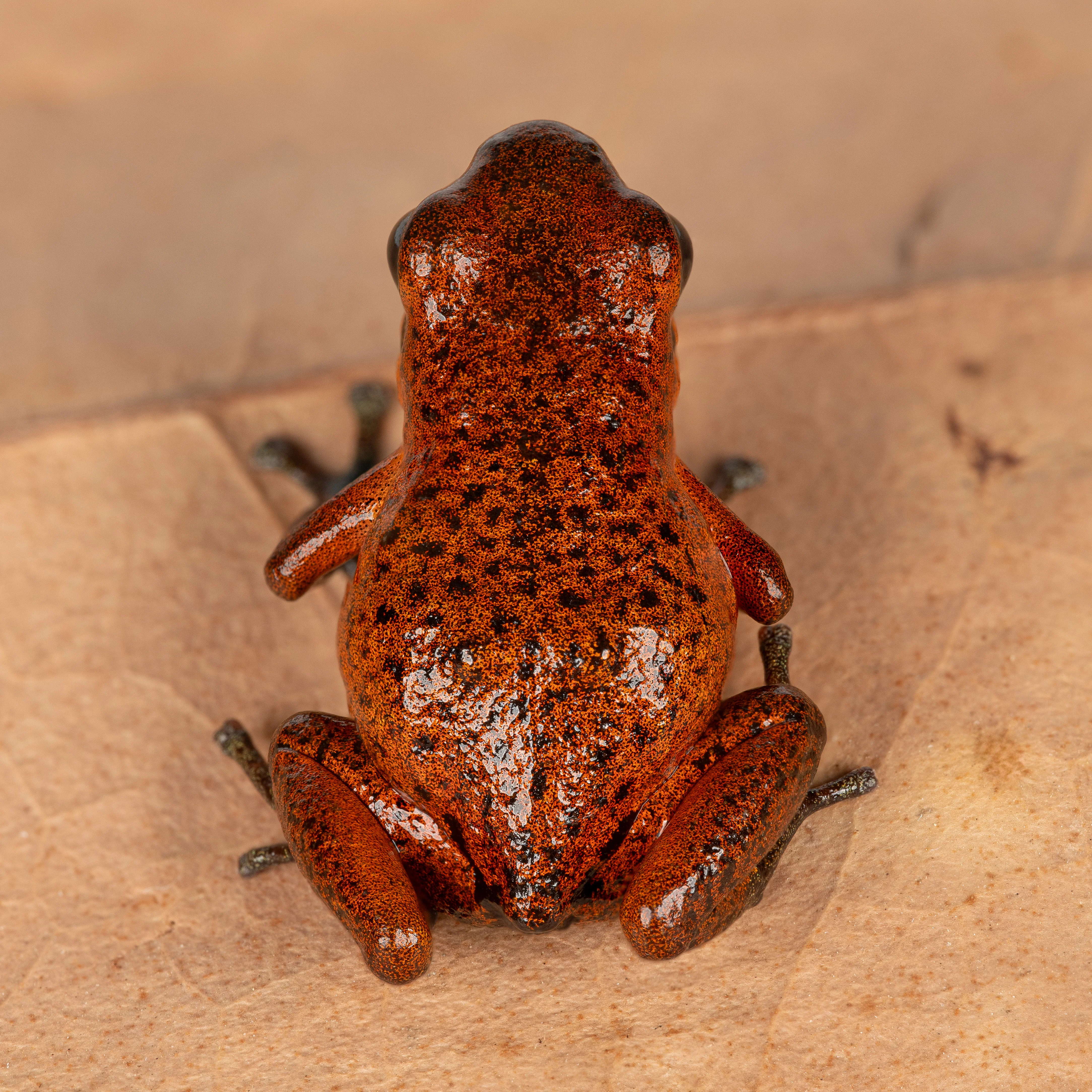 Oophaga pumilio "Rio Teribe" - Image 2
