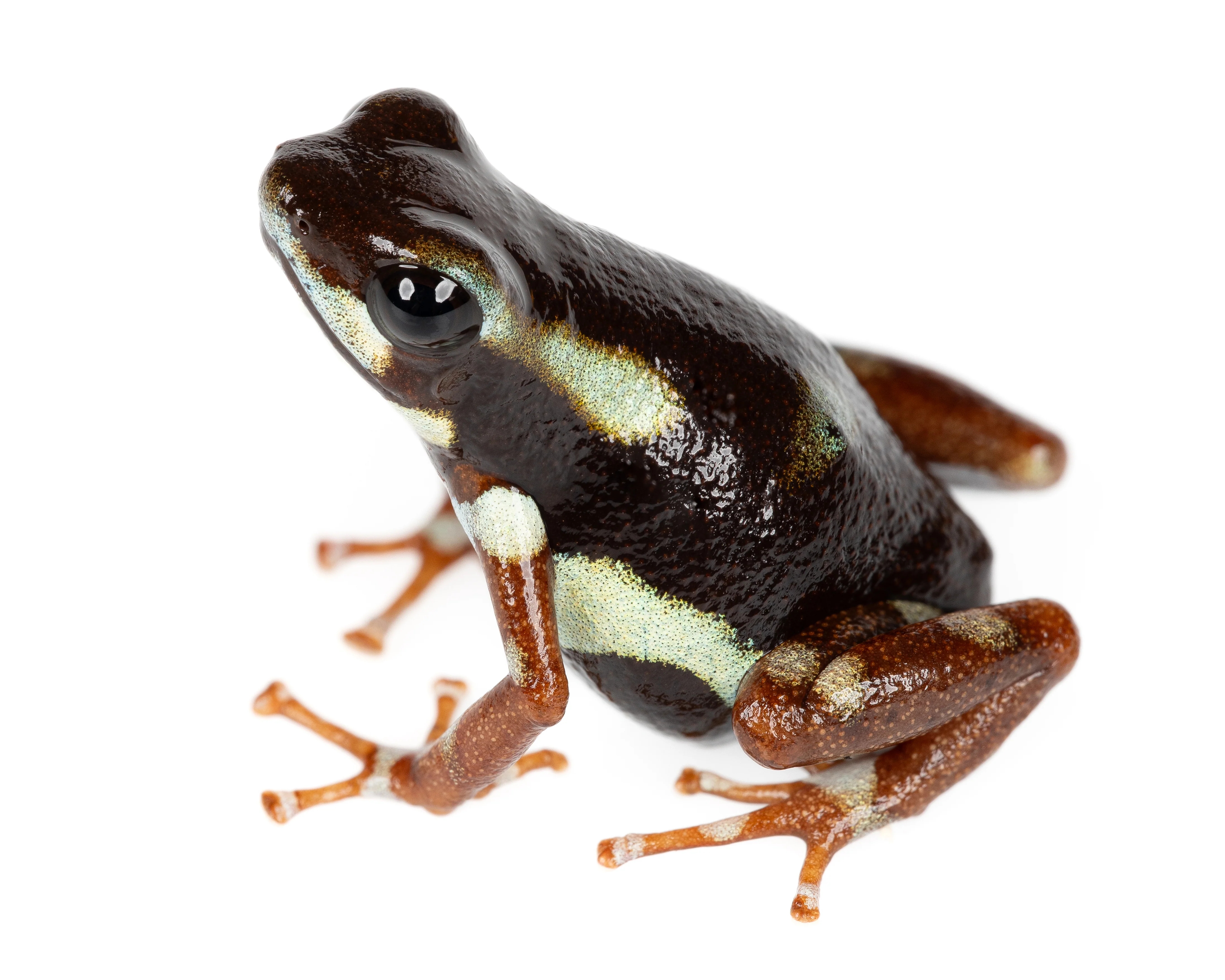 Oophaga pumilio "Robalo"