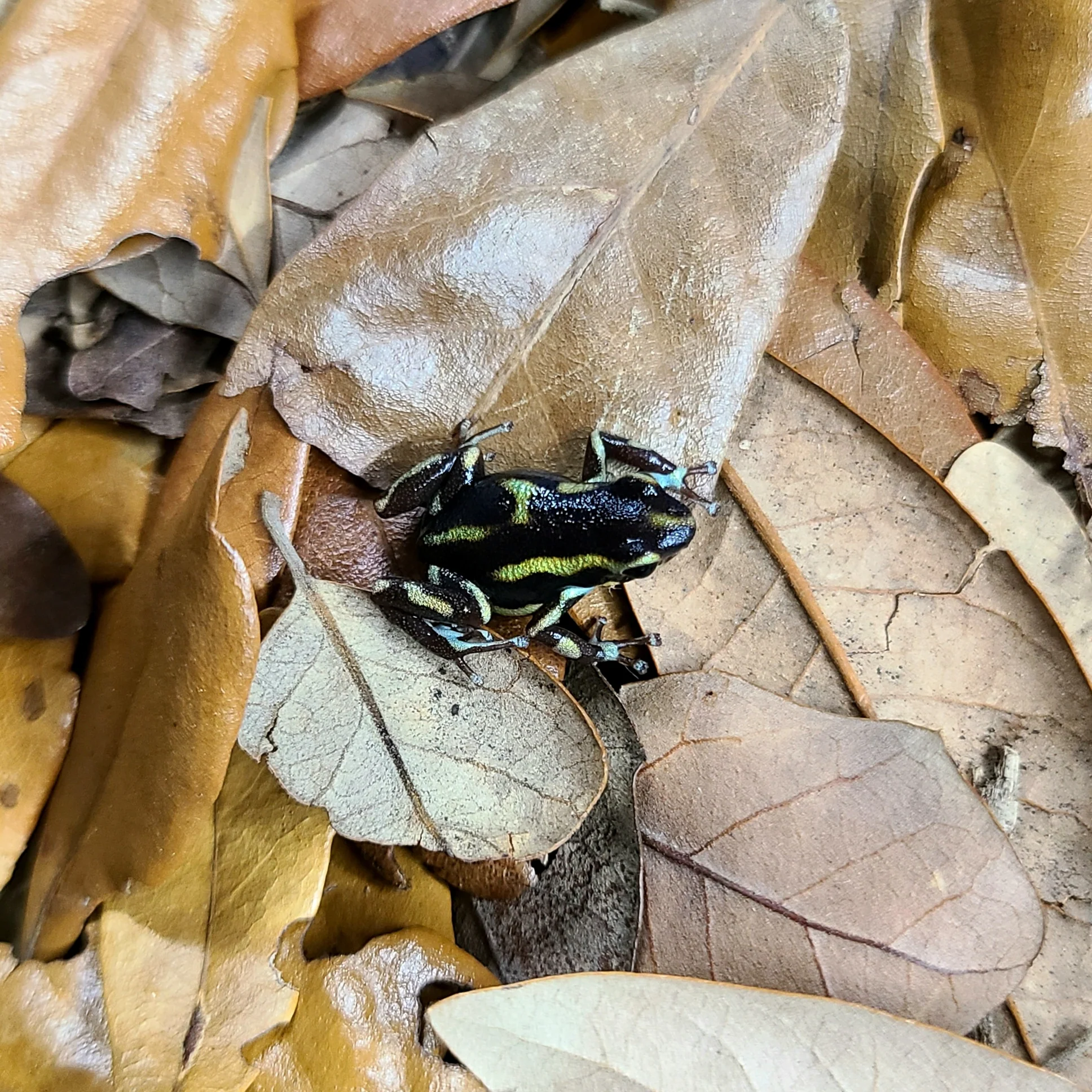 Oophaga pumilio "Robalo" - Image 3