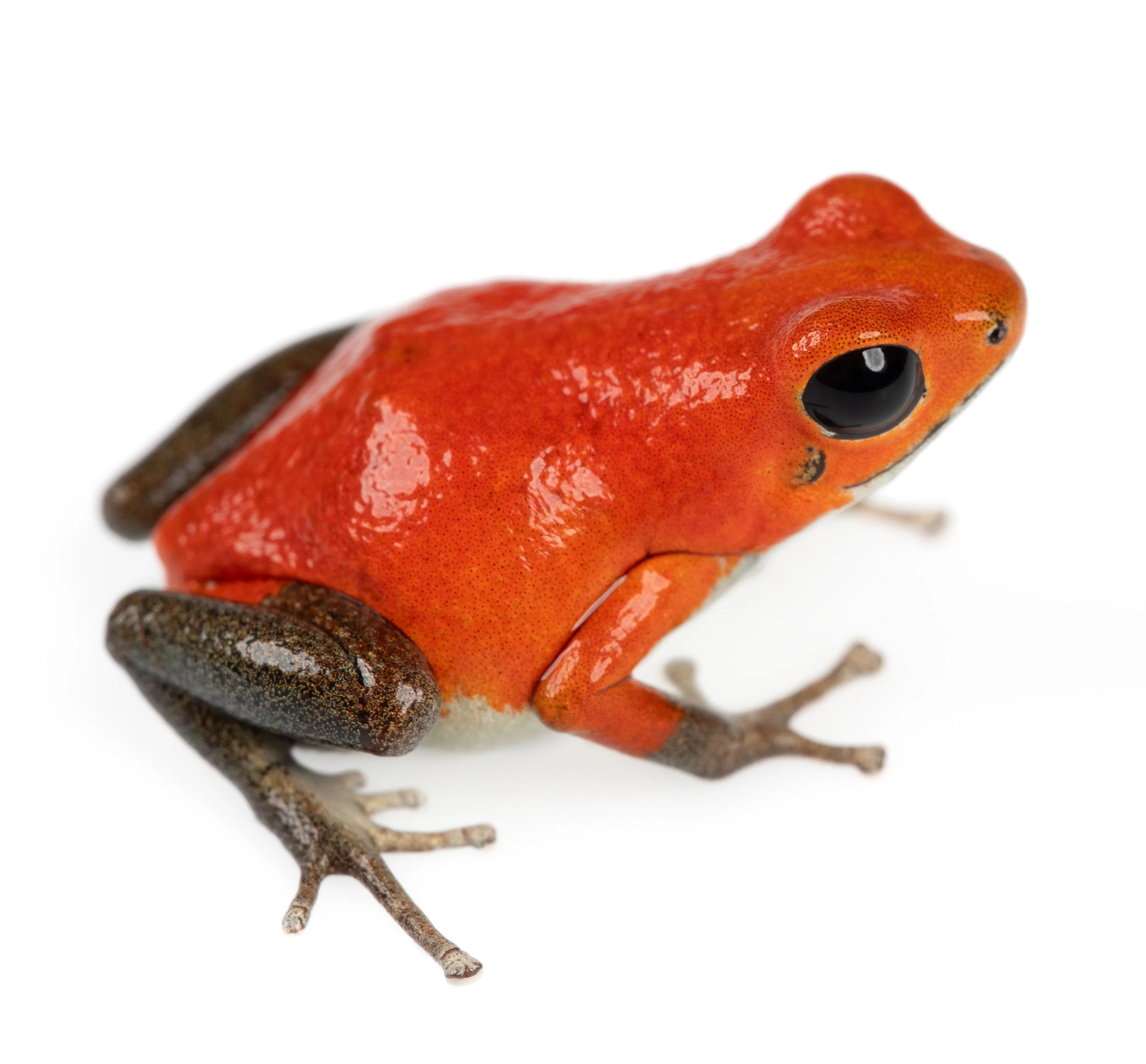 Oophaga pumilio "Salt Creek"