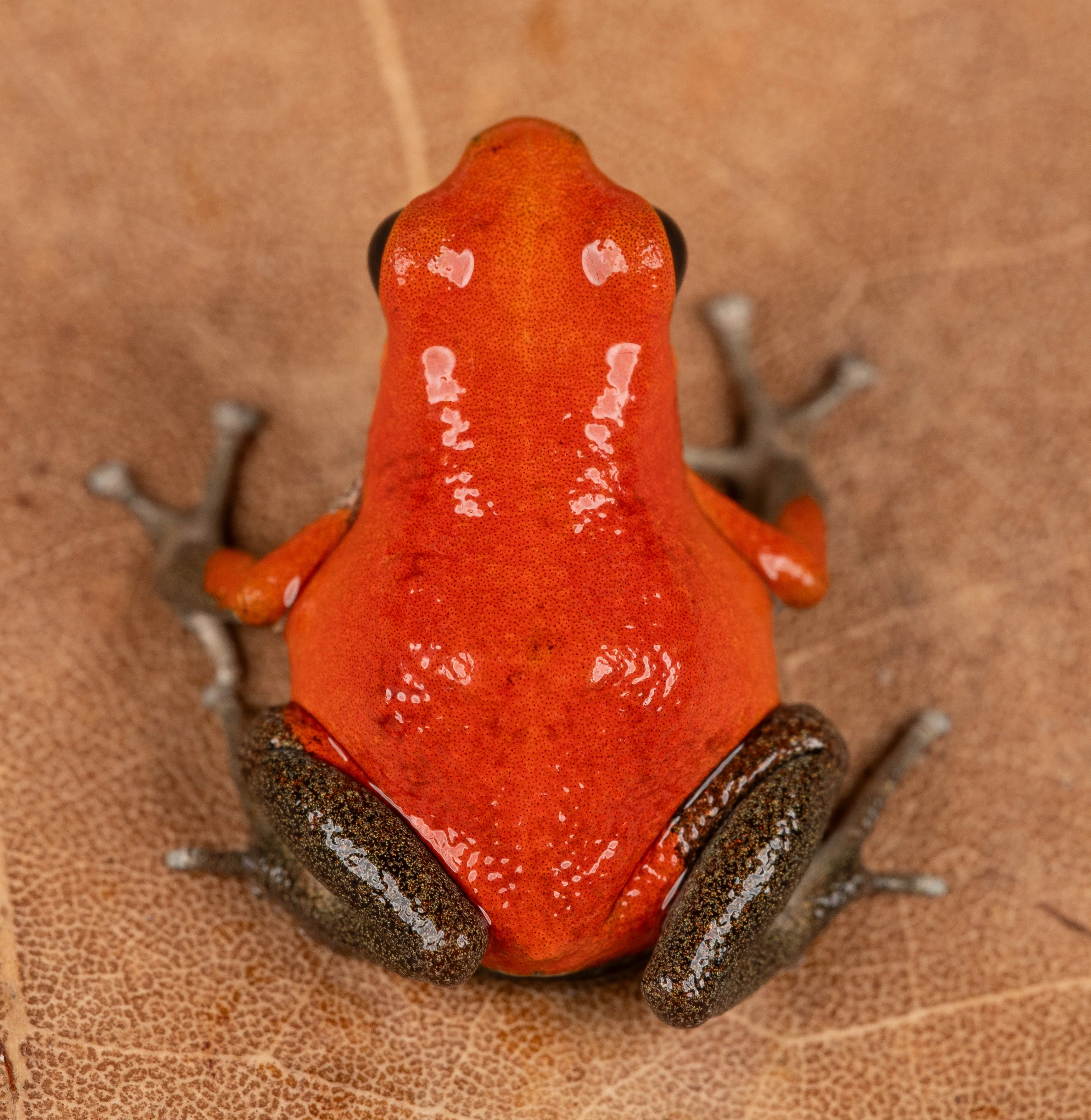 Oophaga pumilio "Salt Creek" - Image 2
