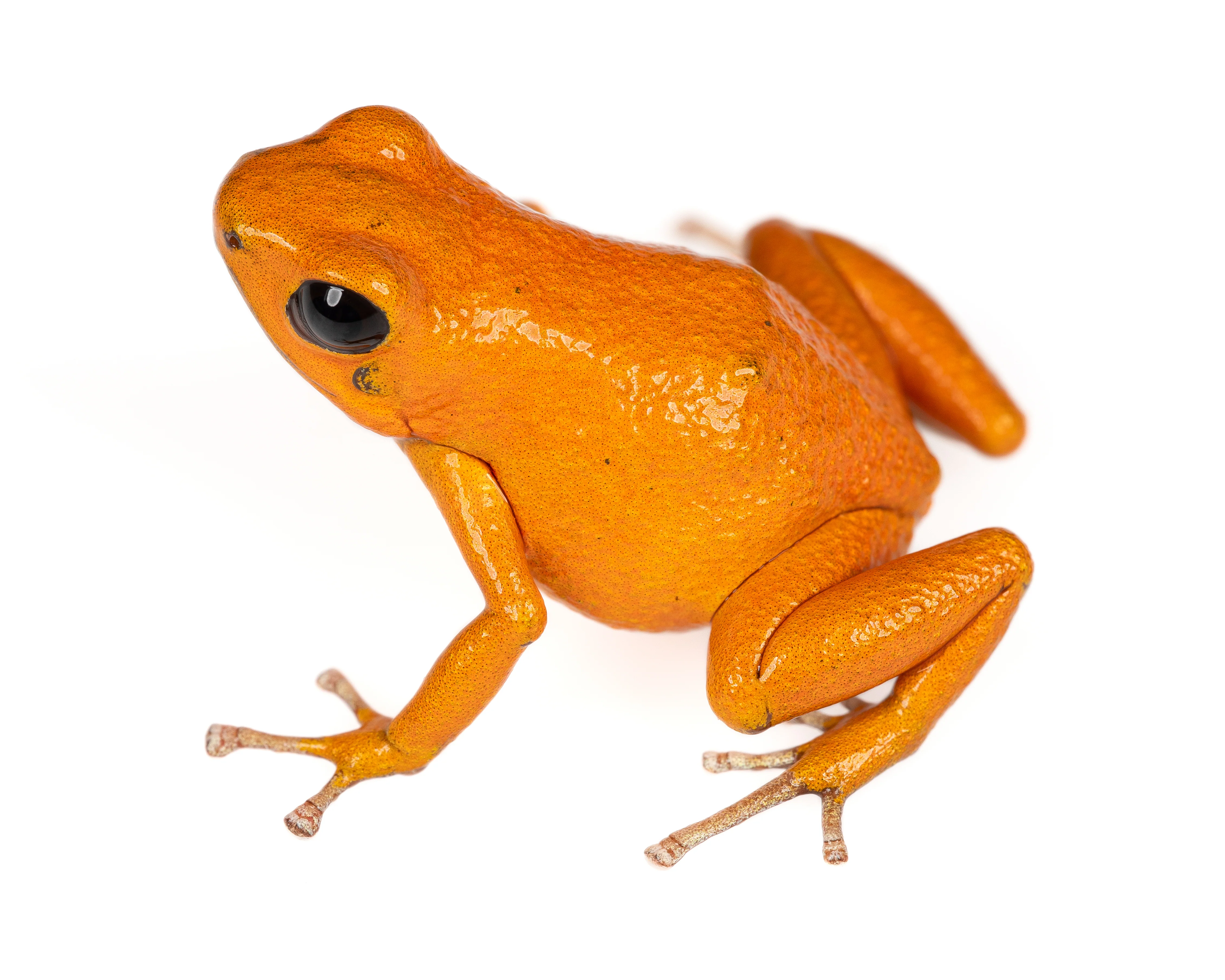 Oophaga pumilio "Solarte"