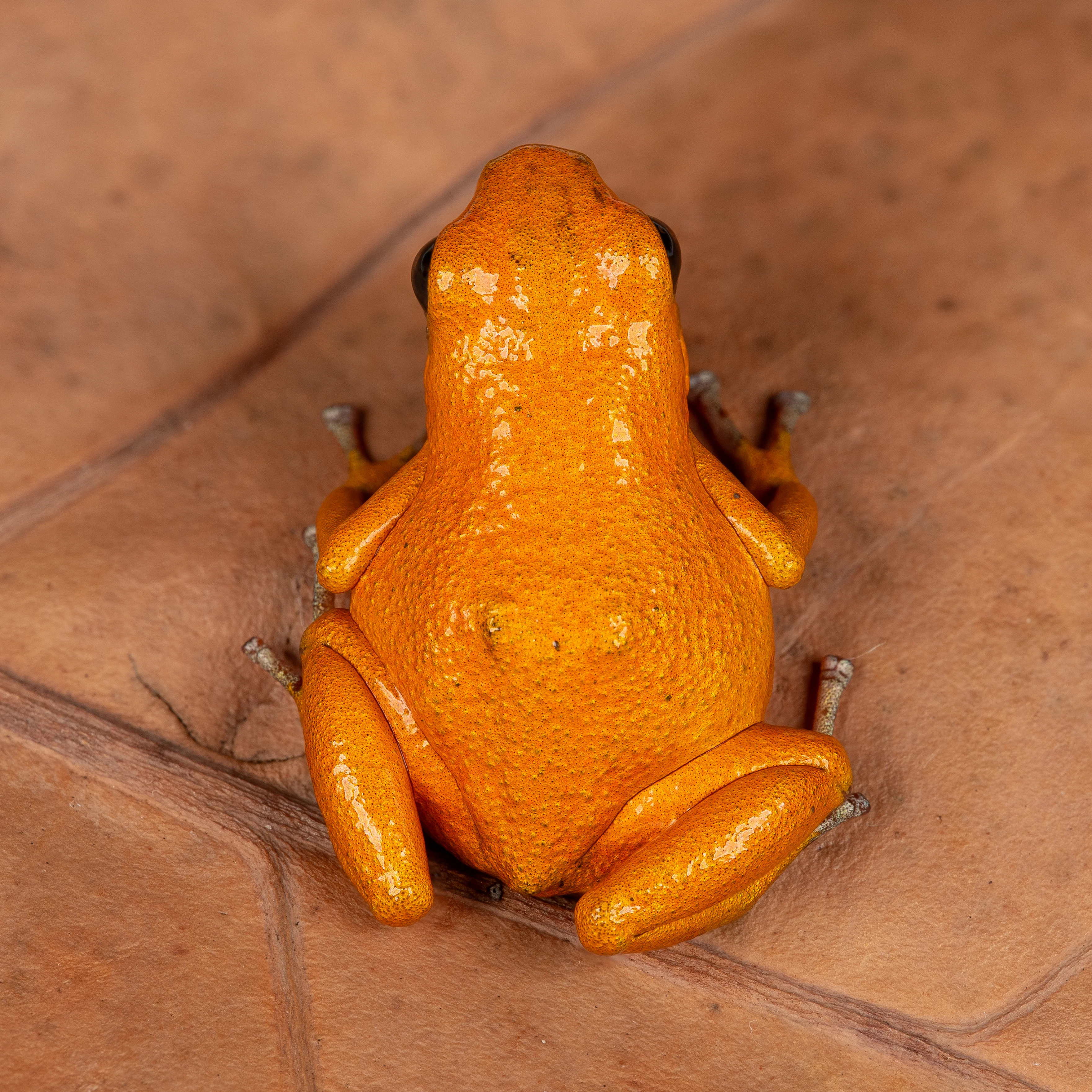 Oophaga pumilio "Solarte" - Image 2