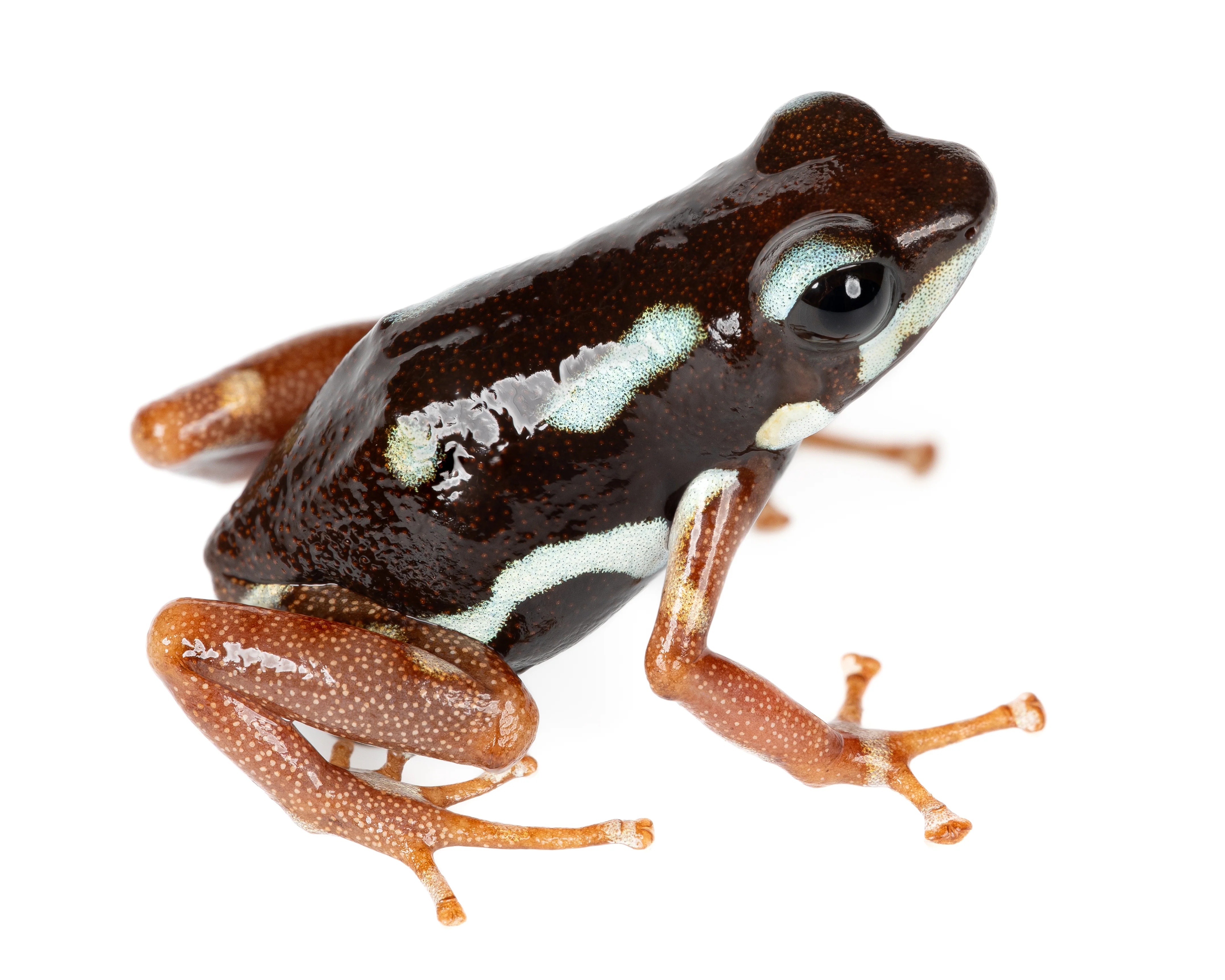 Oophaga pumilio "Uyama River"