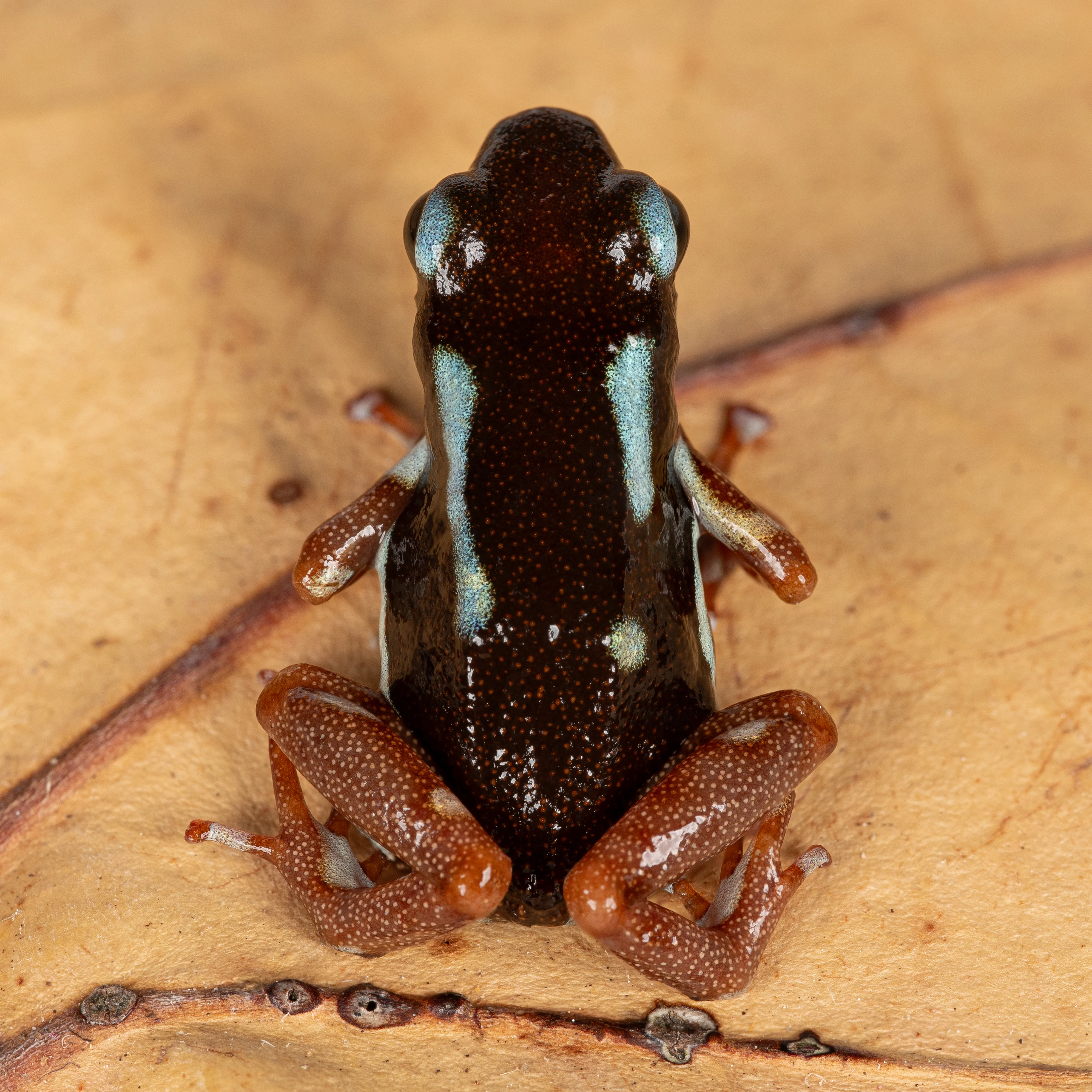 Oophaga pumilio "Uyama River" - Image 2
