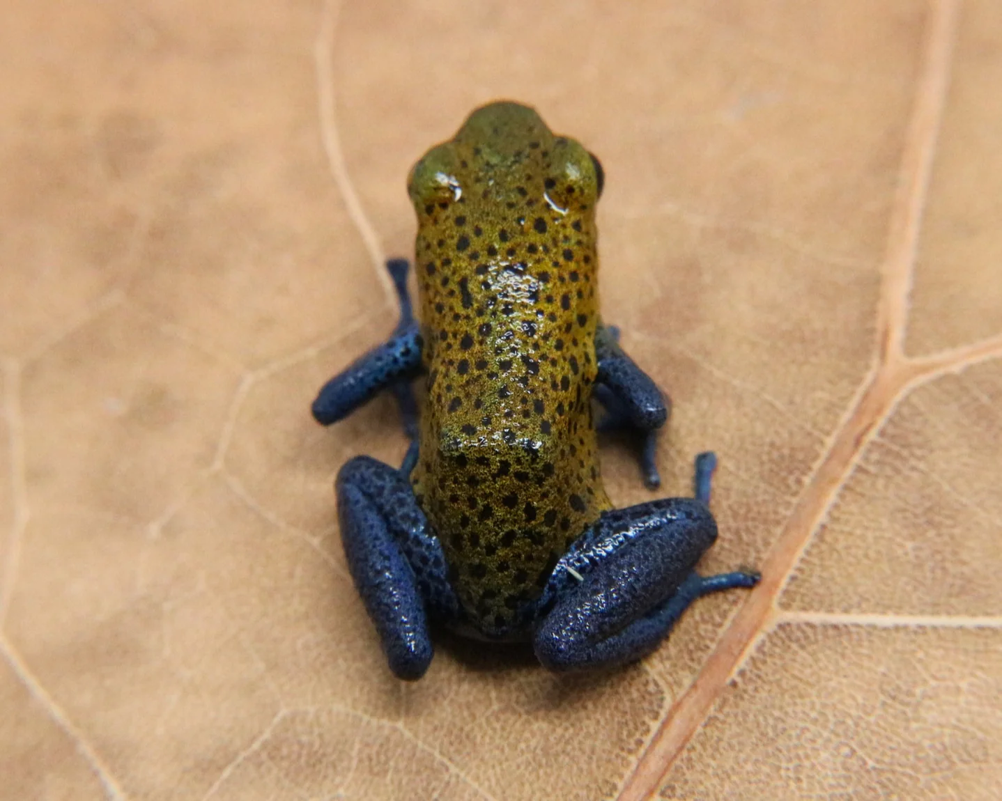 Oophaga pumilio "Valle Del Rey" - Image 6