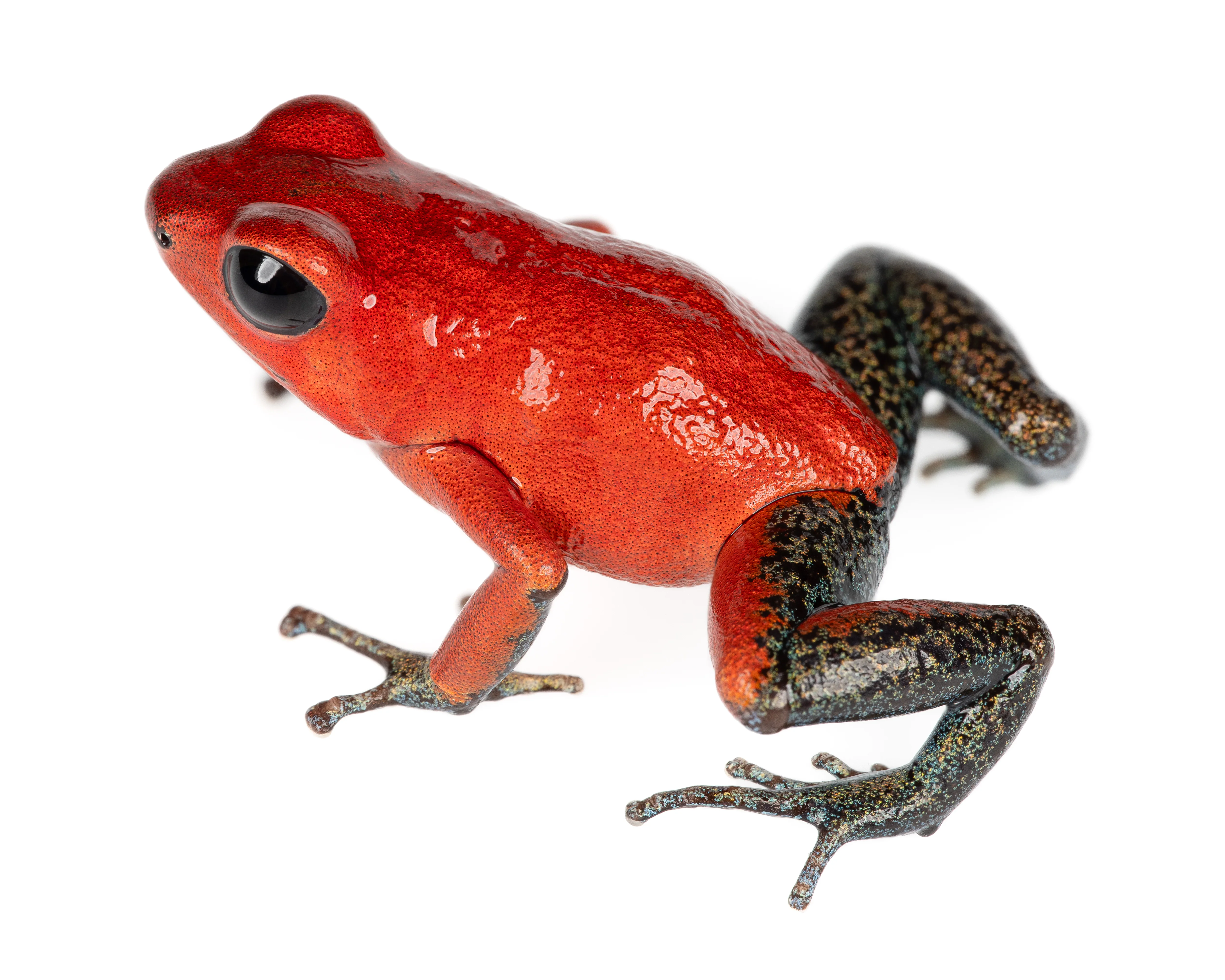 Oophaga pumilio "Vulture Point"