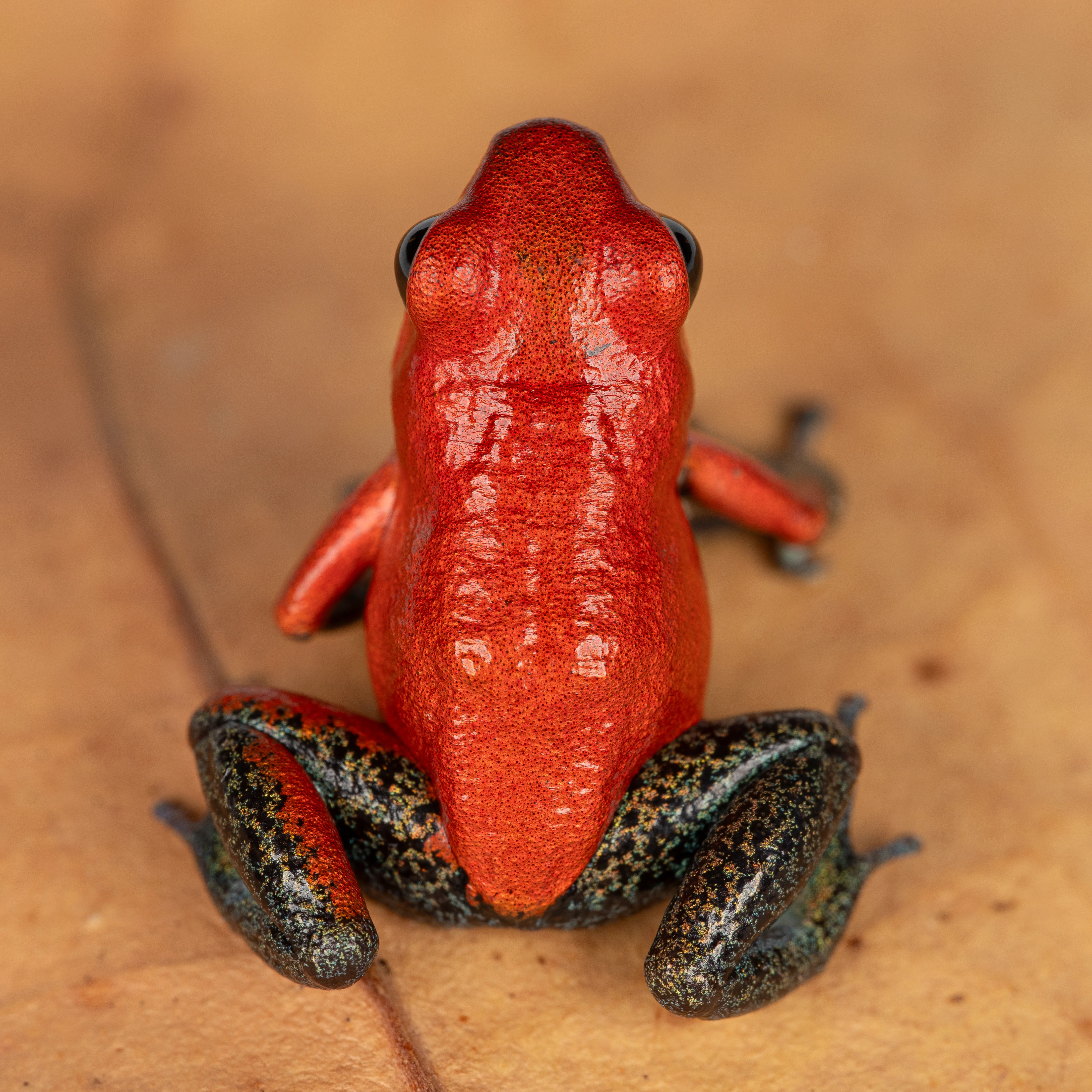 Oophaga pumilio "Vulture Point" - Image 2
