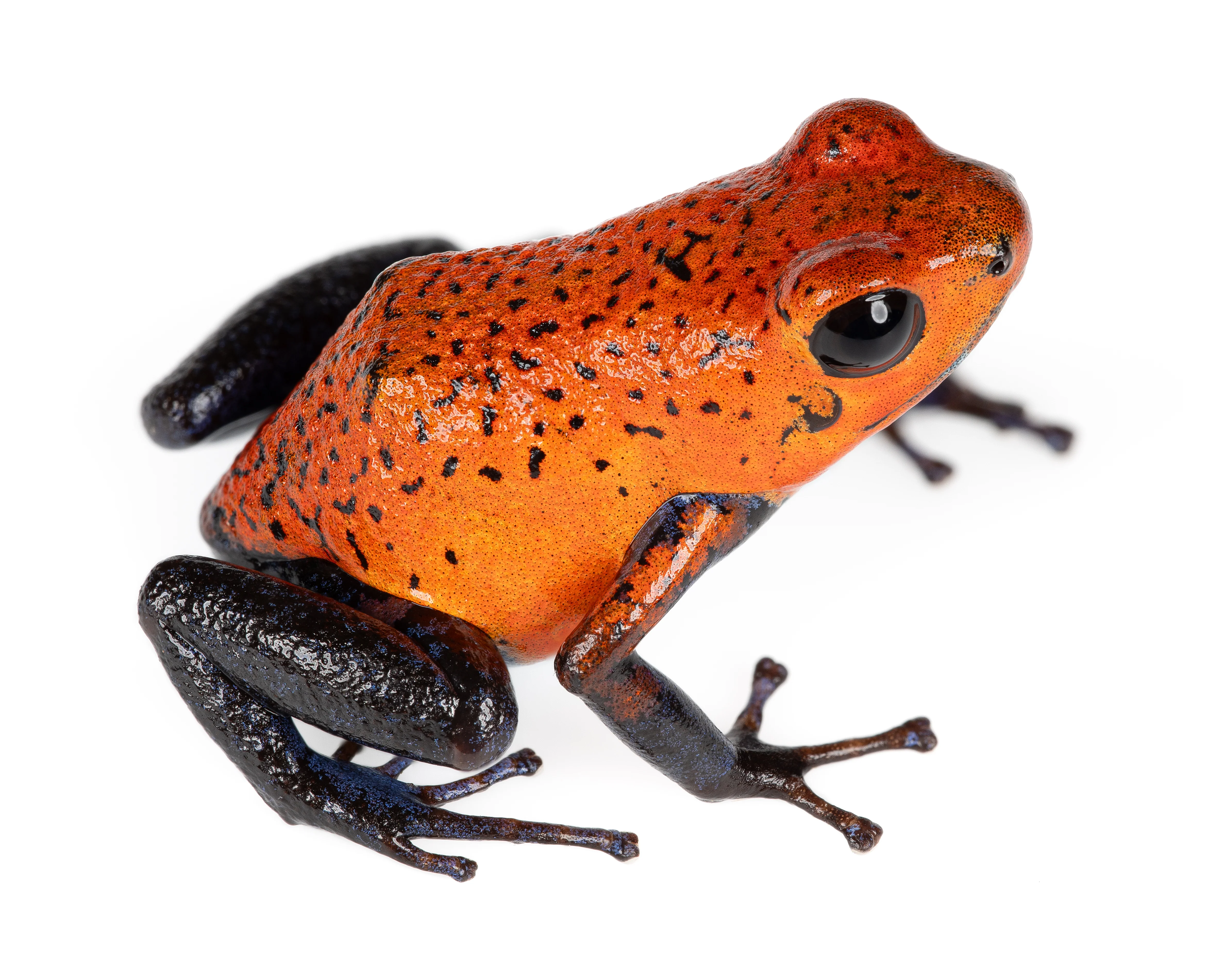 Oophaga typographica "Blue Jeans - Bartola"