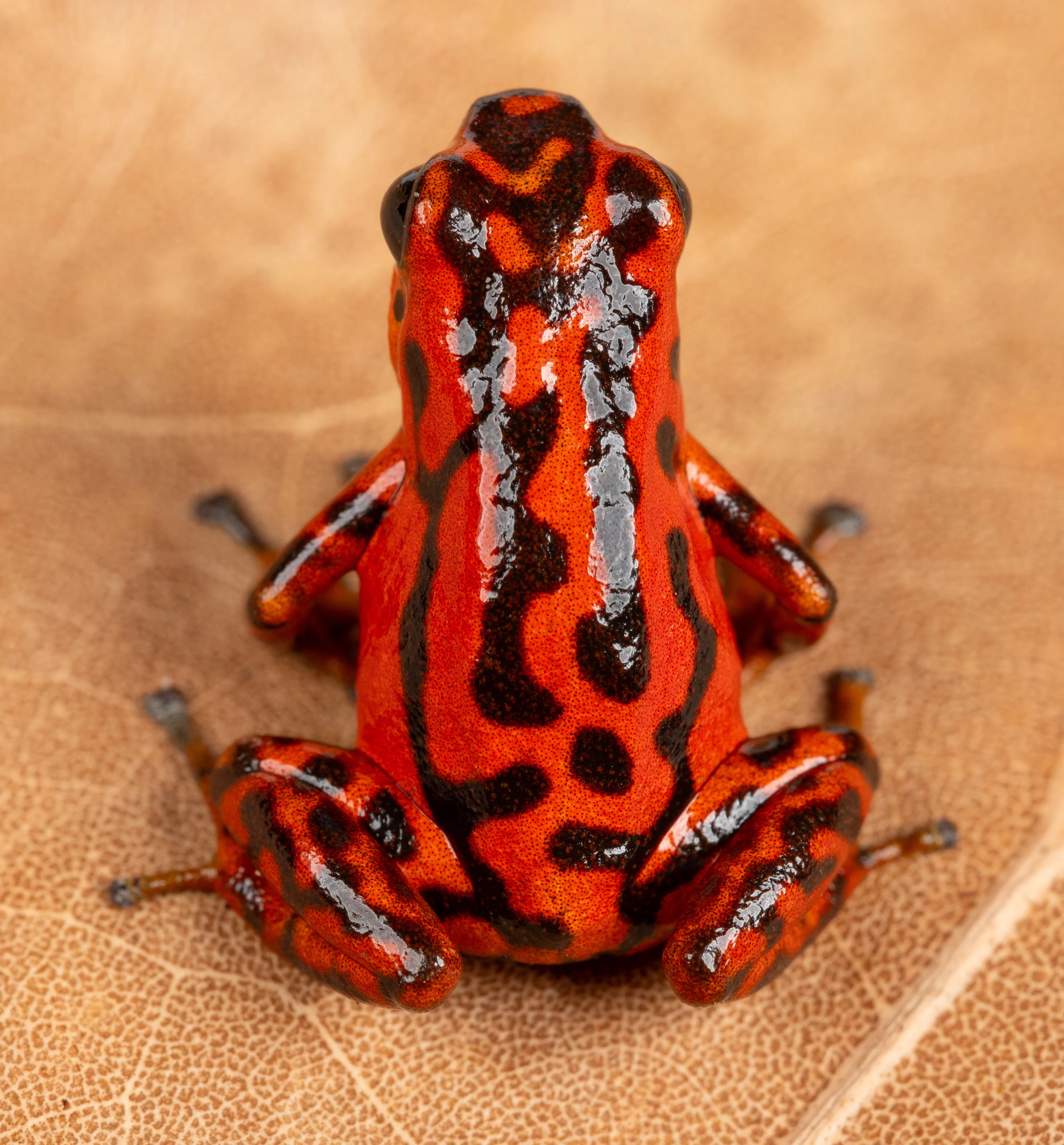 Oophaga vicentei "Red" - Image 2