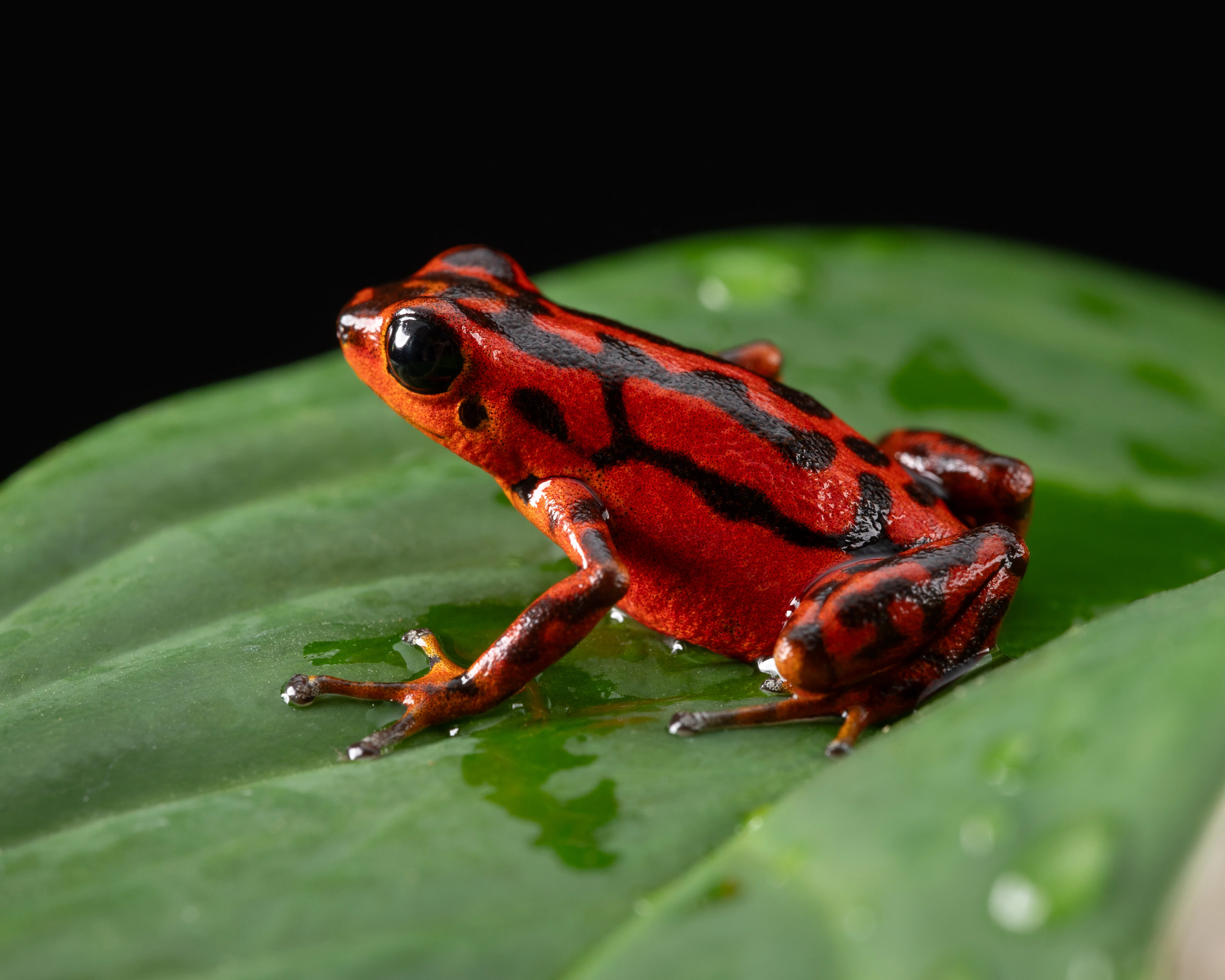 Oophaga vicentei "Red" - Image 4