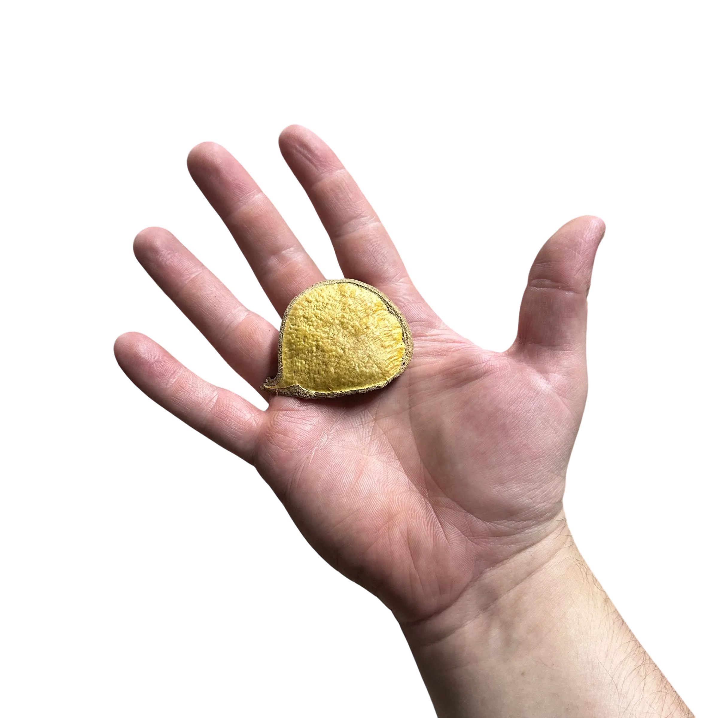 Palmade Pods - Image 2