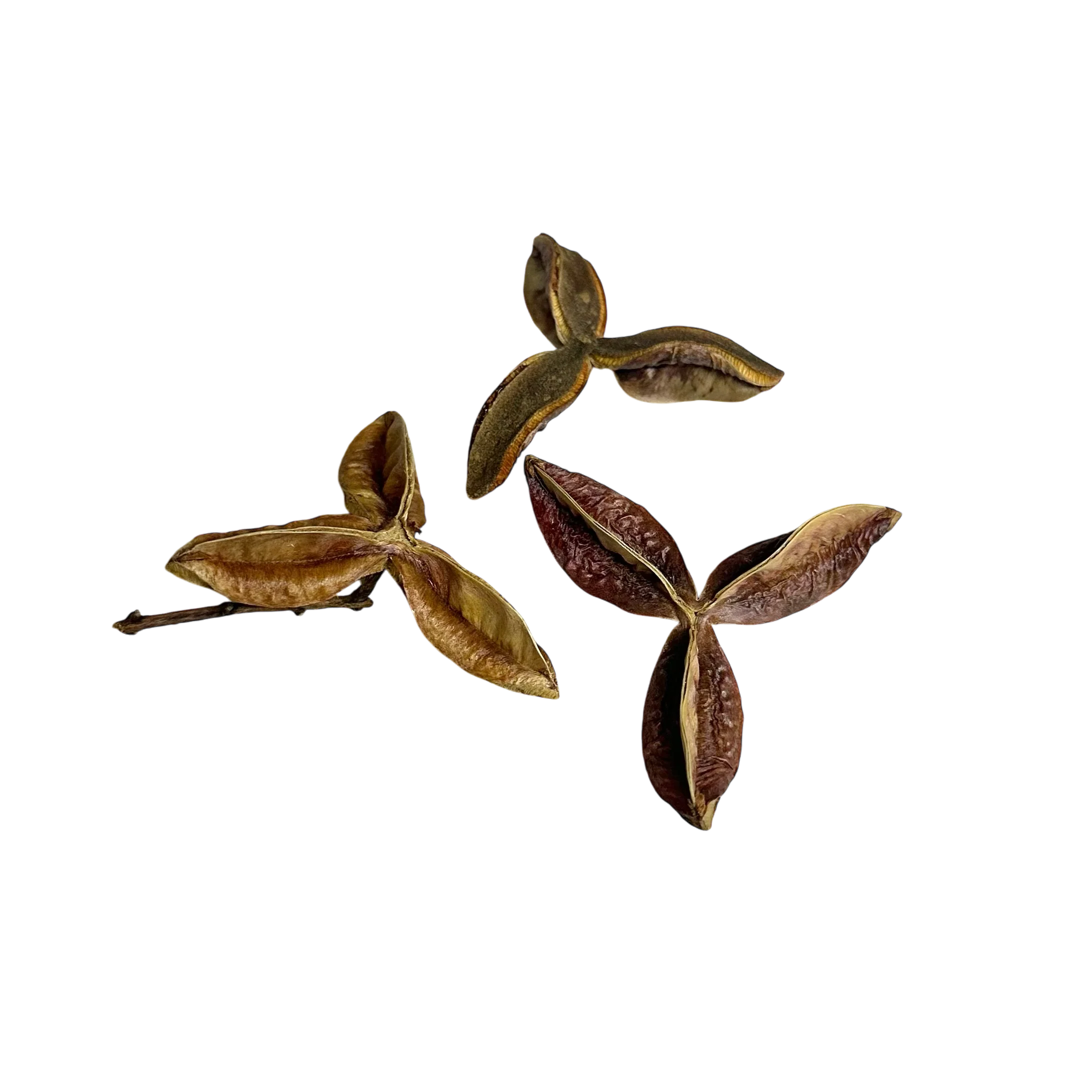 Pauterra Pods