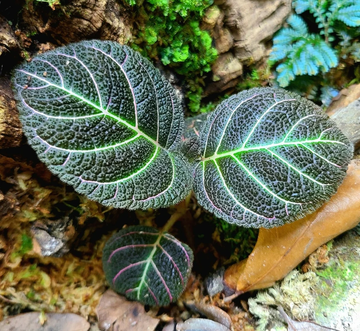 Pearcea hypocyrtiflora