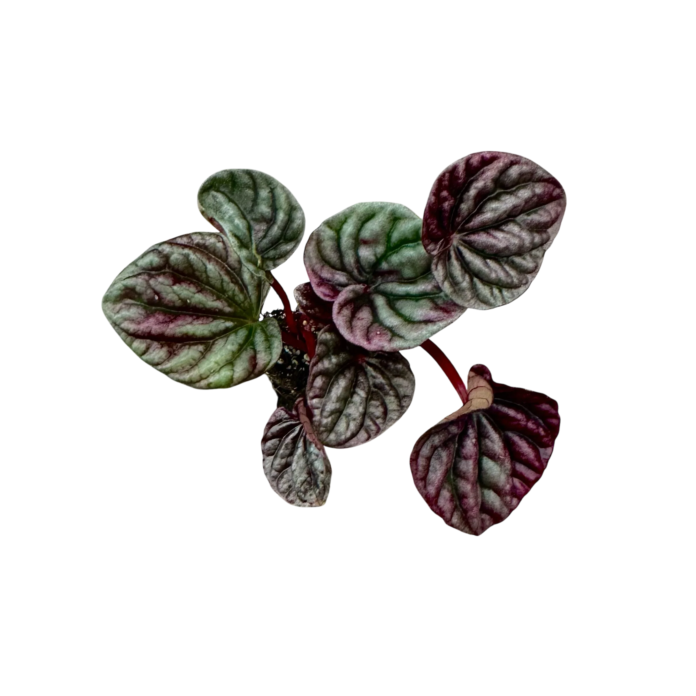 Peperomia caperata - Luna Red