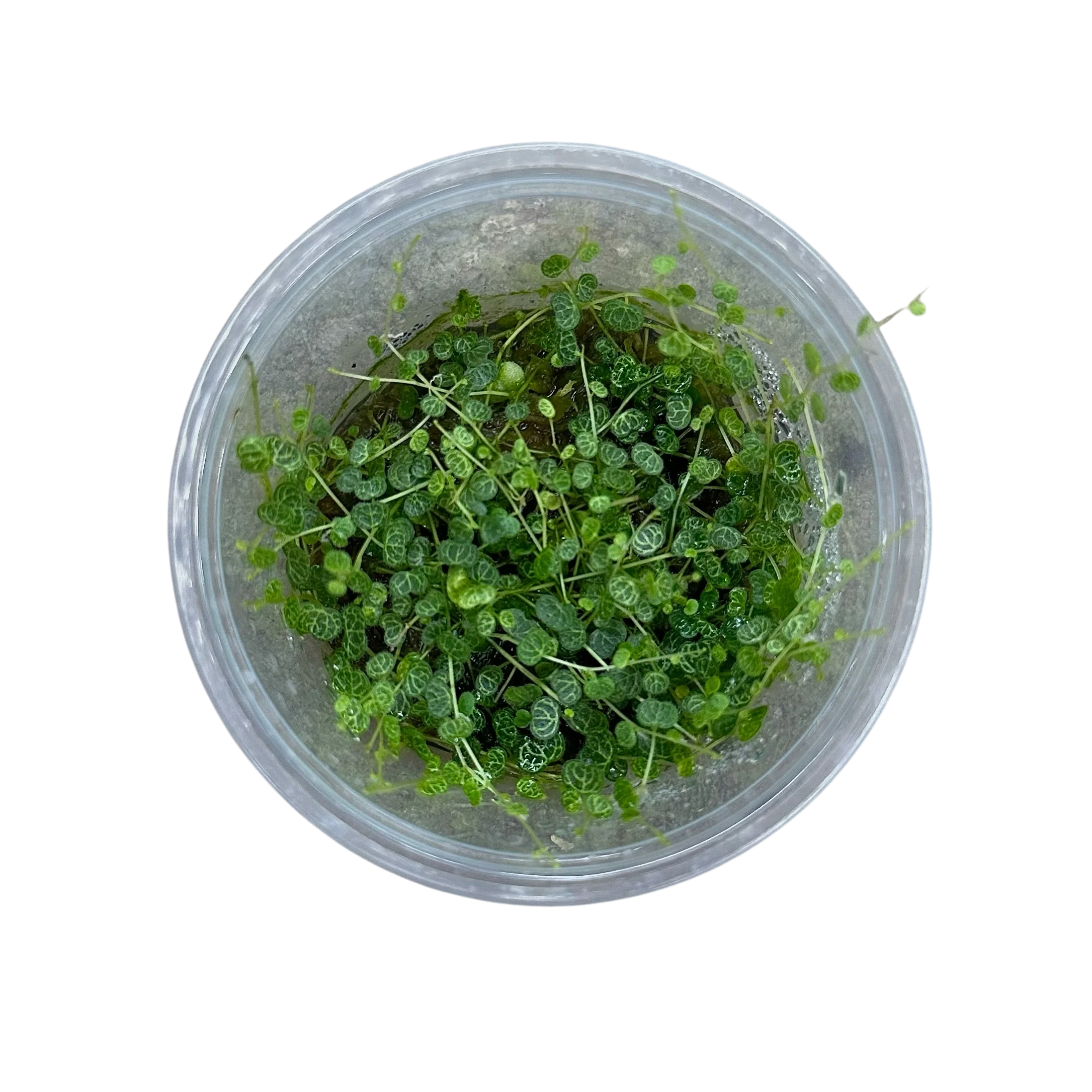 Peperomia emarginella "Ecuador" - Image 4