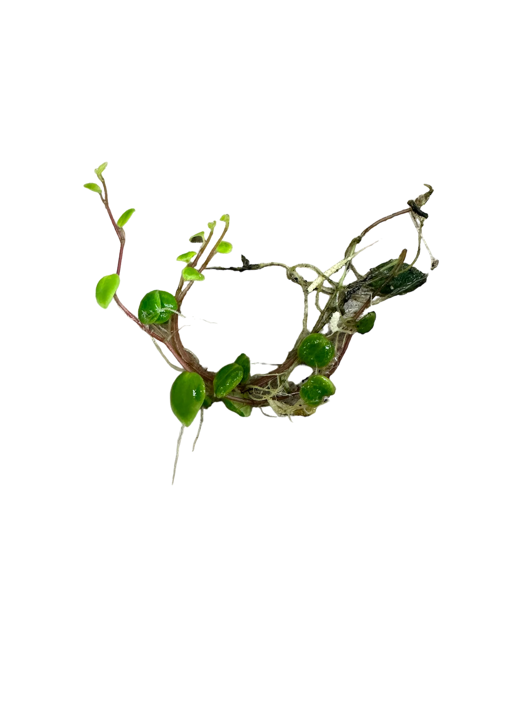Peperomia perciliata