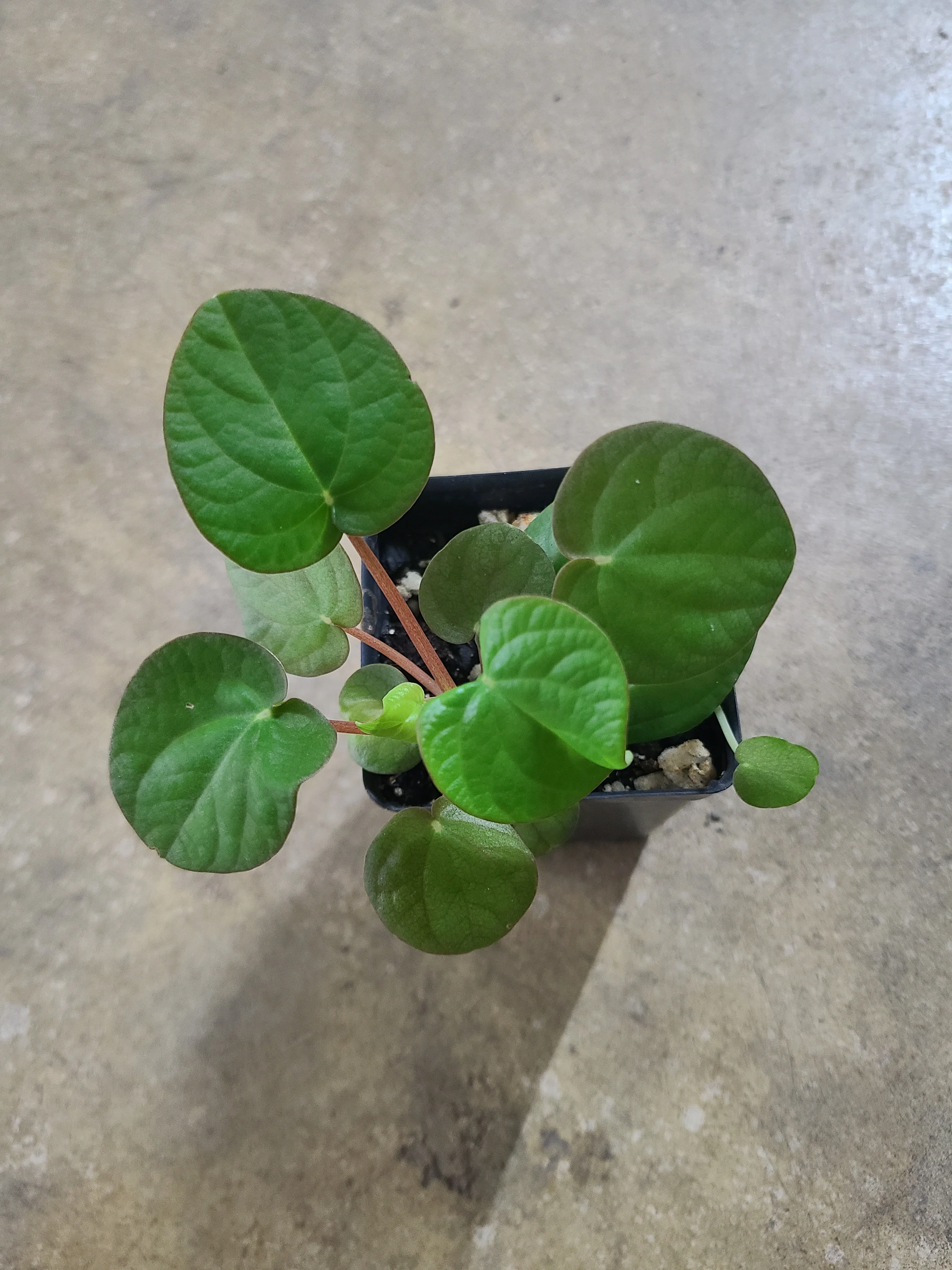 Peperomia species