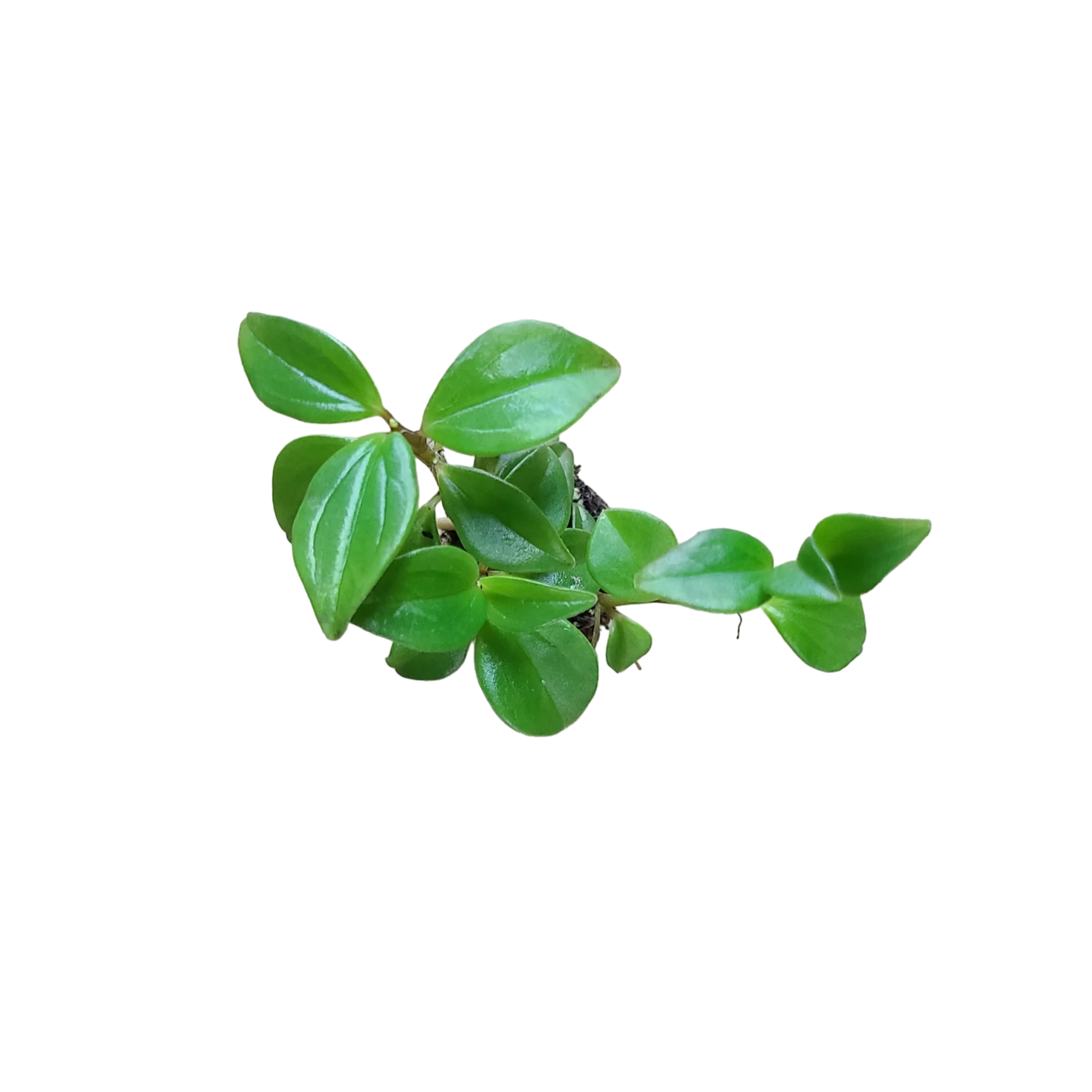 Peperomia trinervula