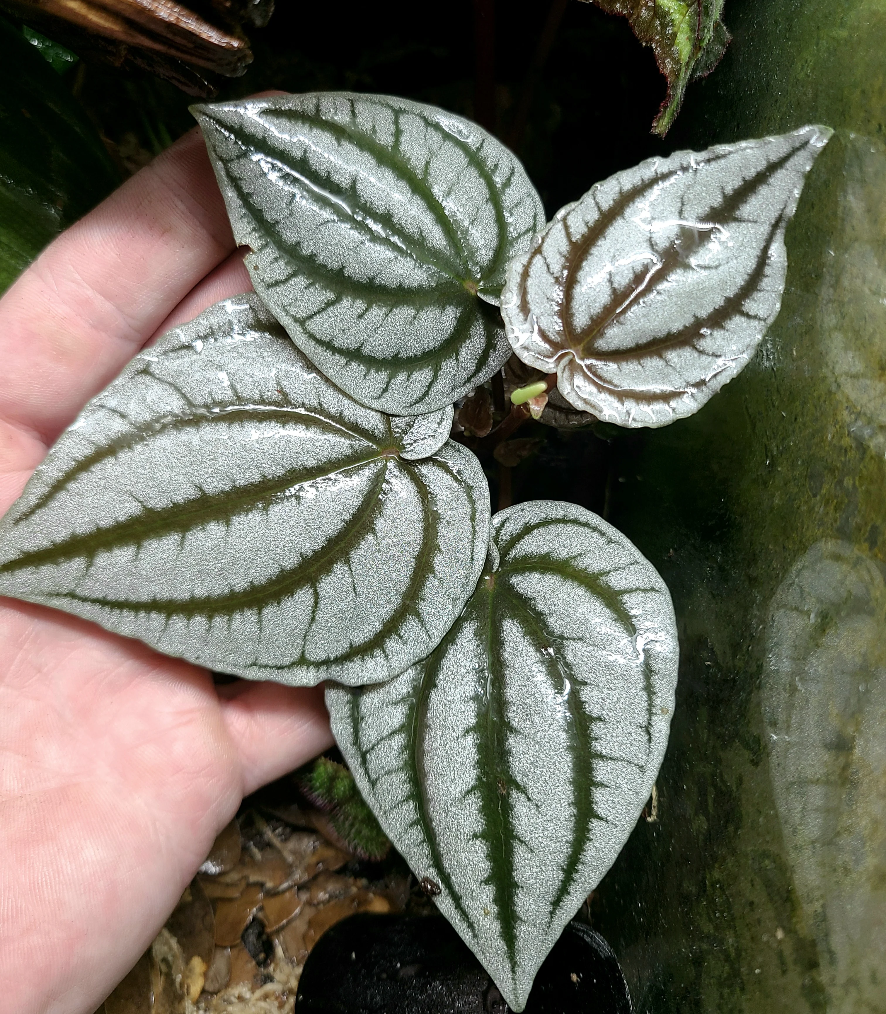 Peperomia turboensis - Image 4
